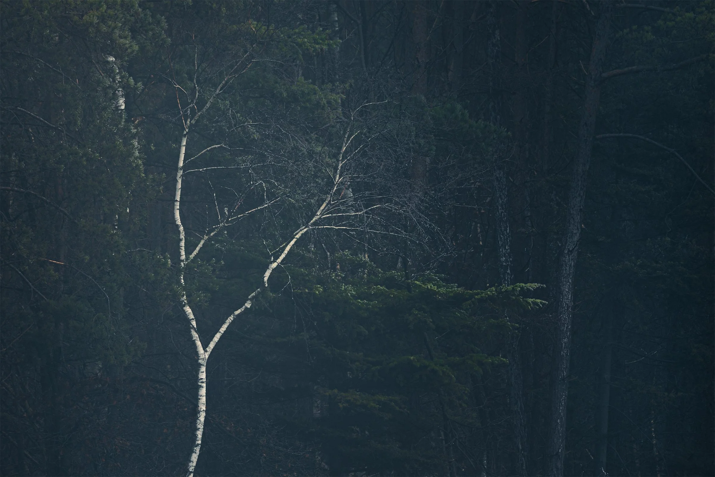 White birch trunk in Y-shape, against a dark woodland background.