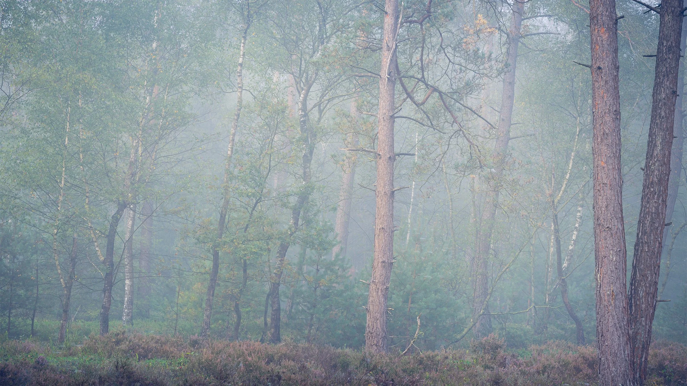 _MG_9465- Misty woodland 16-9 web.jpg