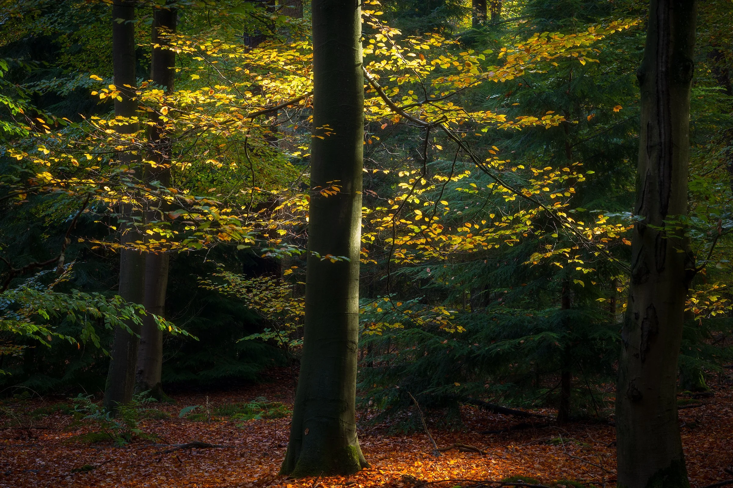 _MG_9626-Beuk center - lighten for print web.jpg