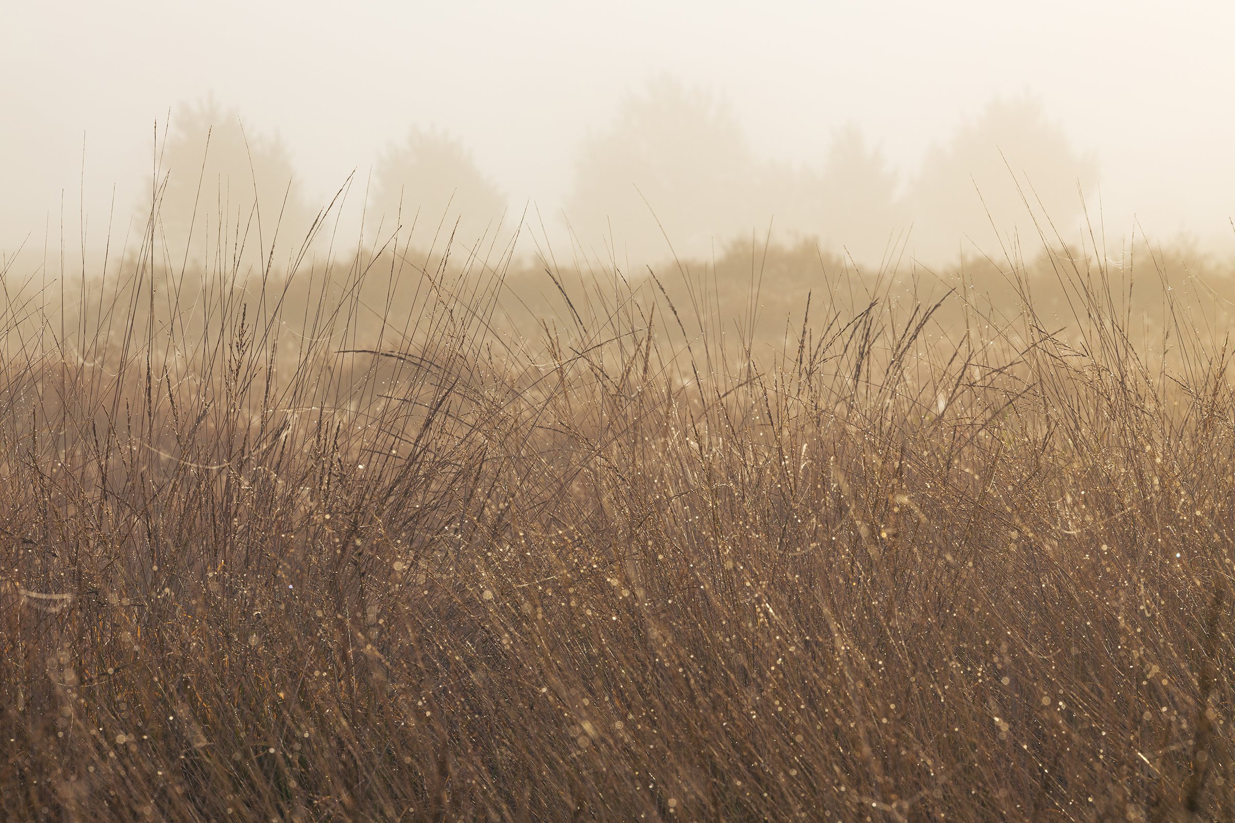 _MG_9444-Golden layers web.jpg