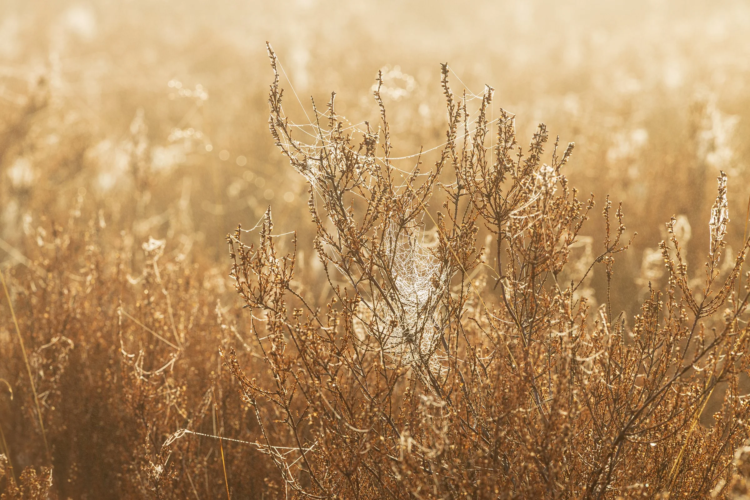 _MG_9428-Golden mess web.jpg