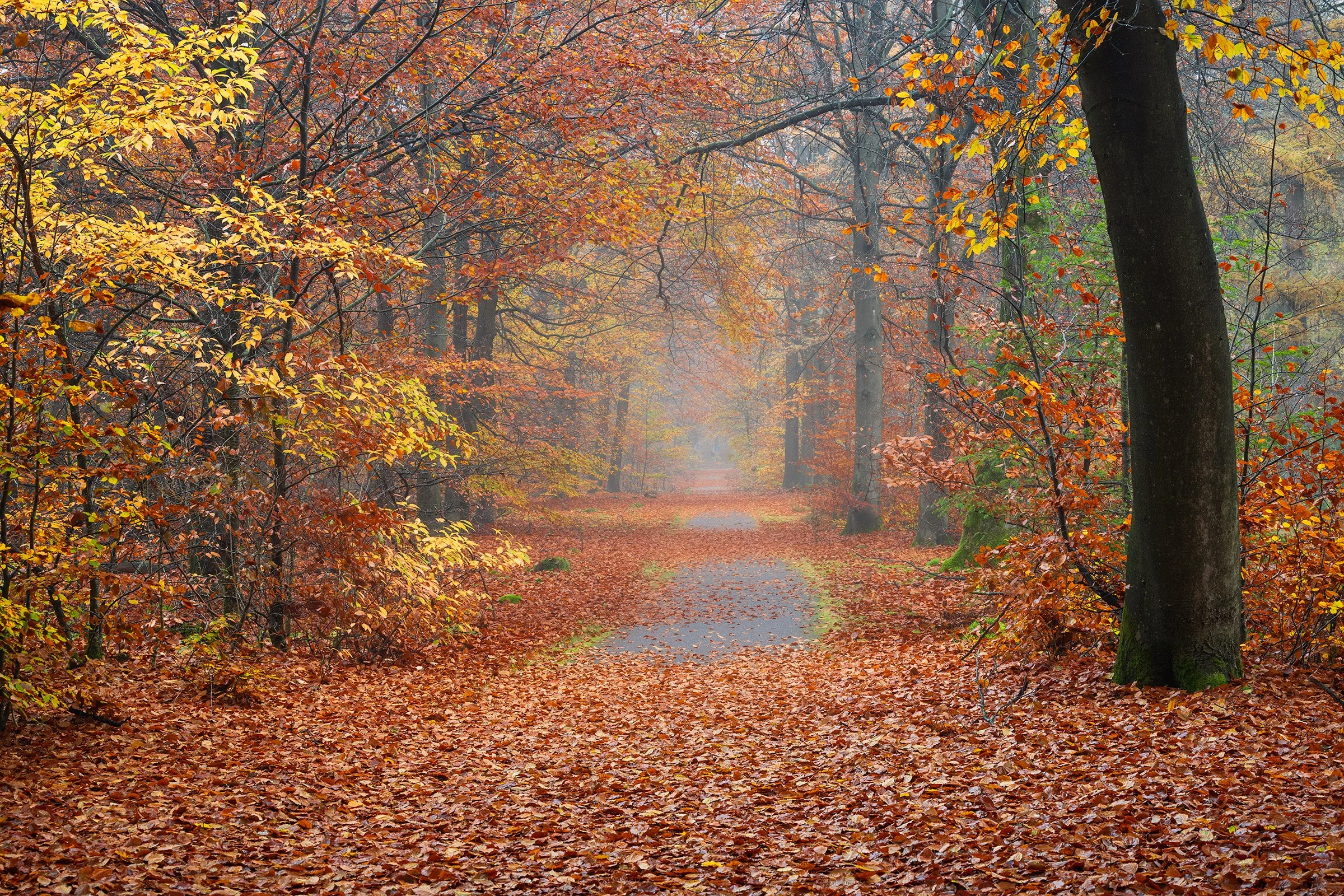 _MG_9678-Classic forest view web.jpg