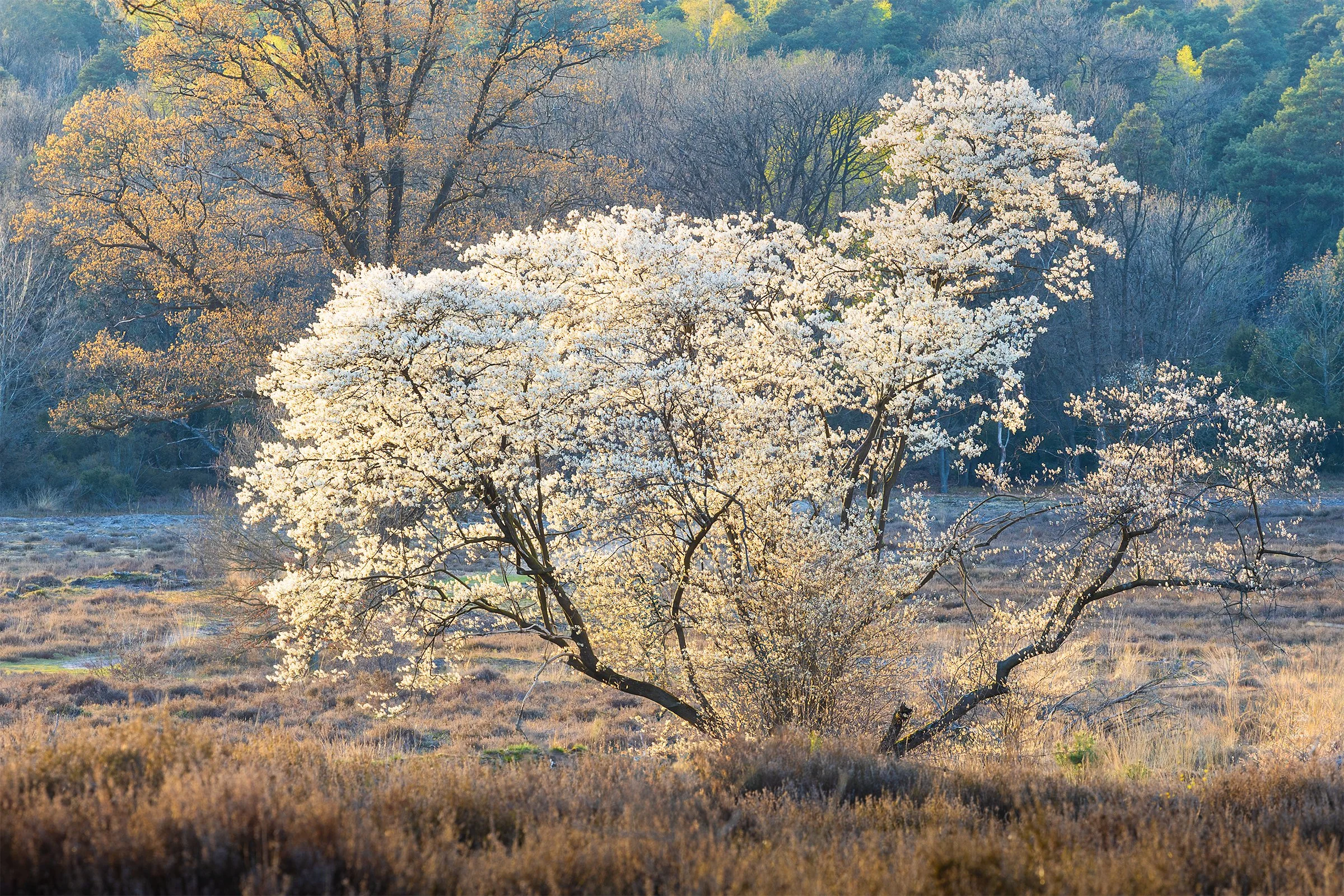_MG_8437-krentenboom warm licht - small.jpg