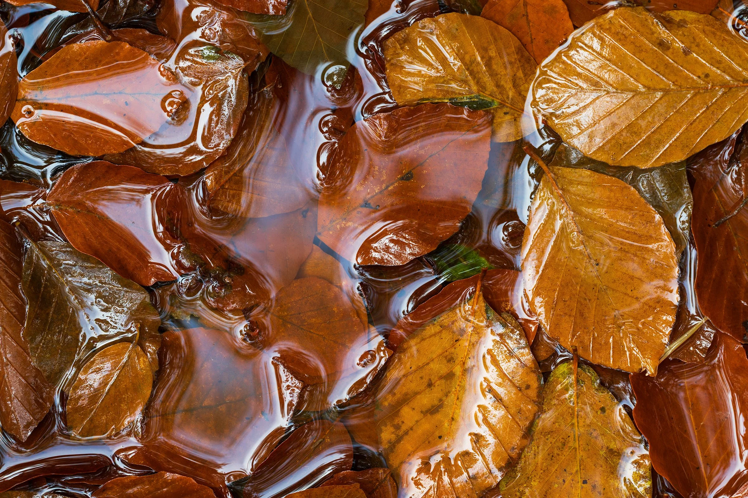_MG_9526-Submerged leaves v2 web.jpg