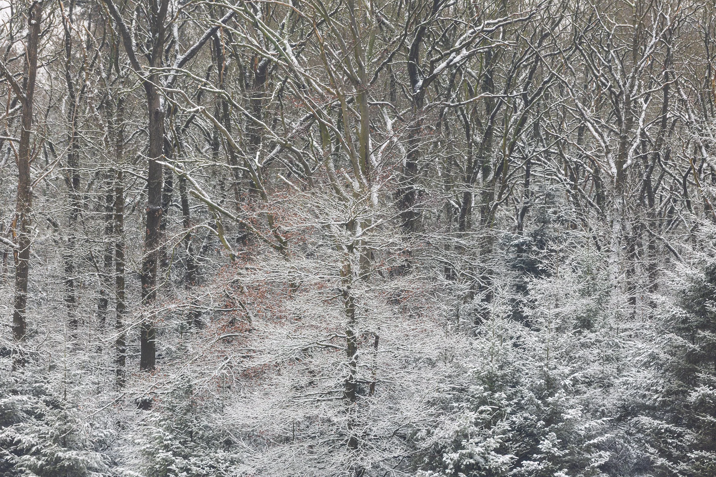 _MG_8154 Snow covered trees small.jpg