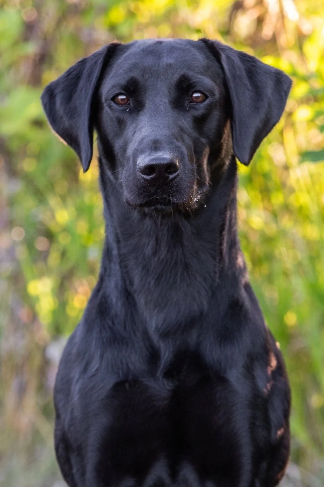 British Labrador Puppies — Livingston Gundogs