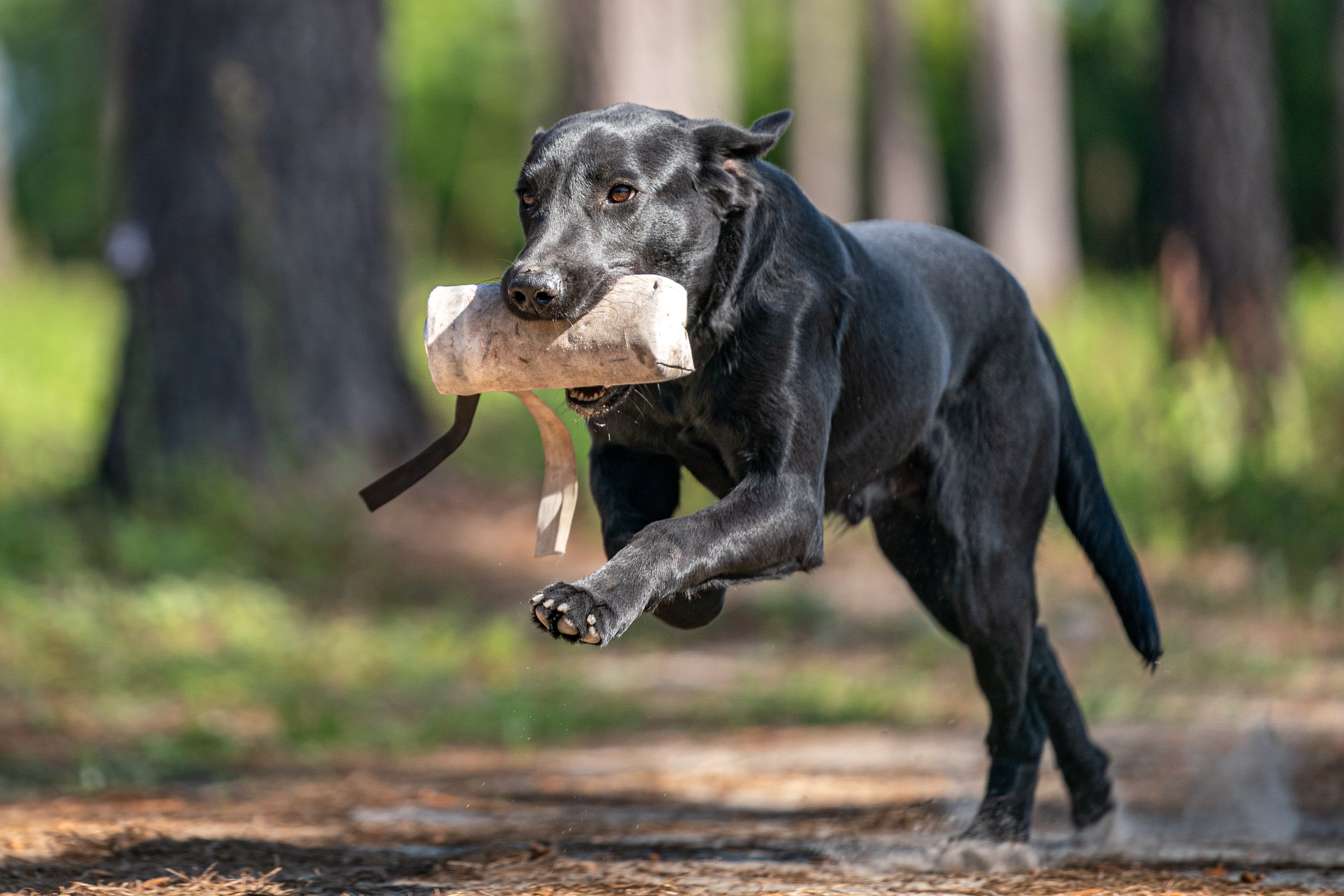 Gundog training is suitable for all breeds and sizes