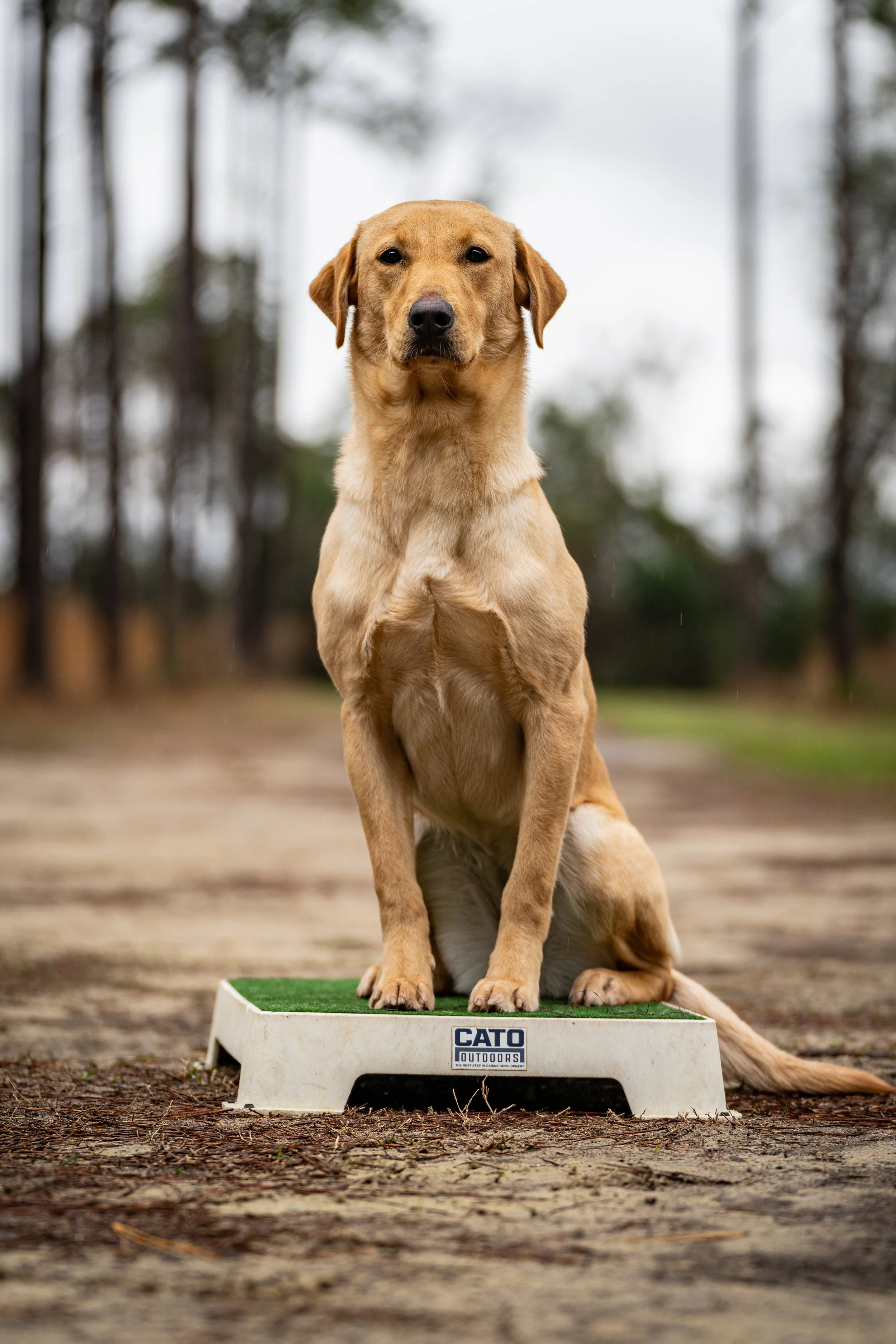British Lab