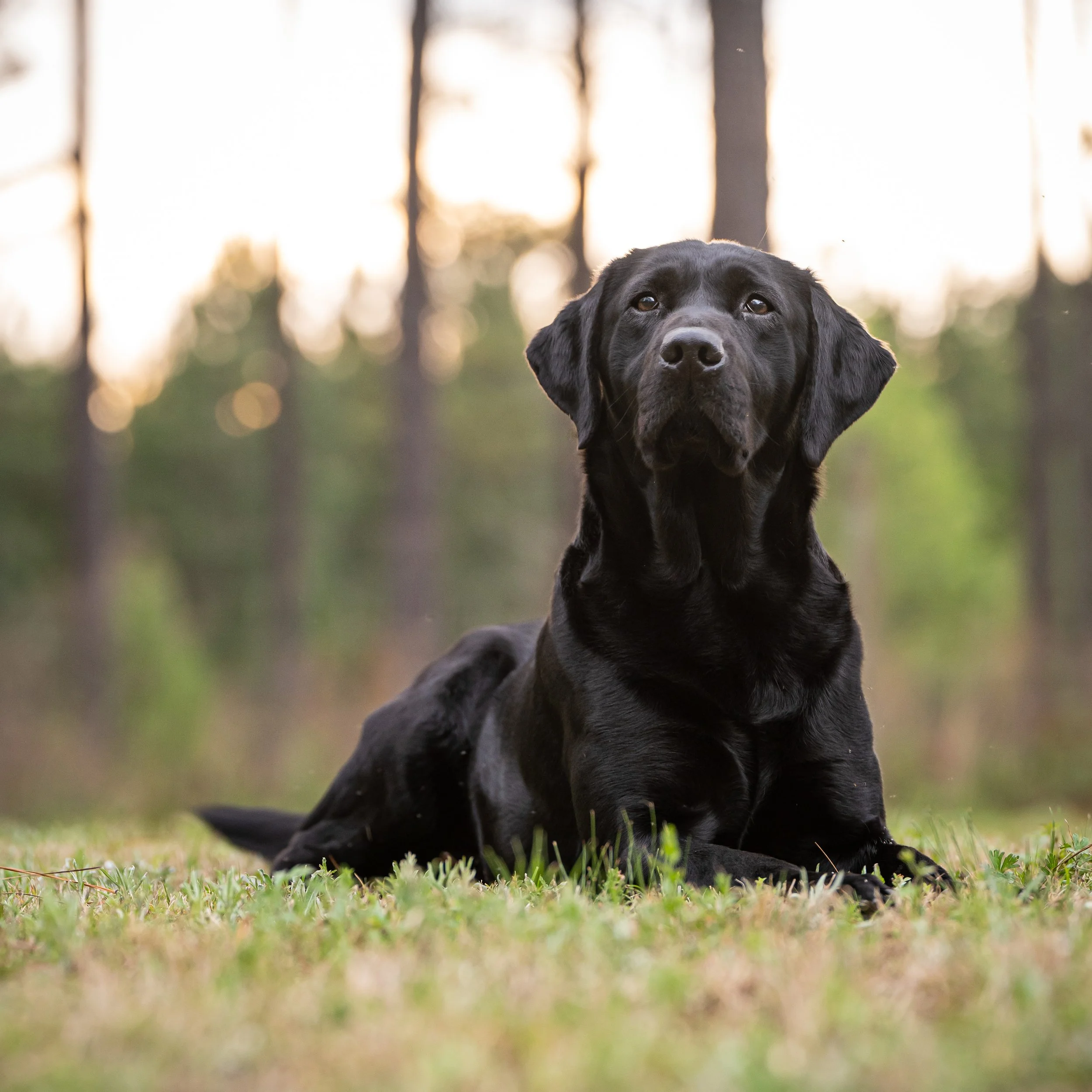 British Labrador Stud