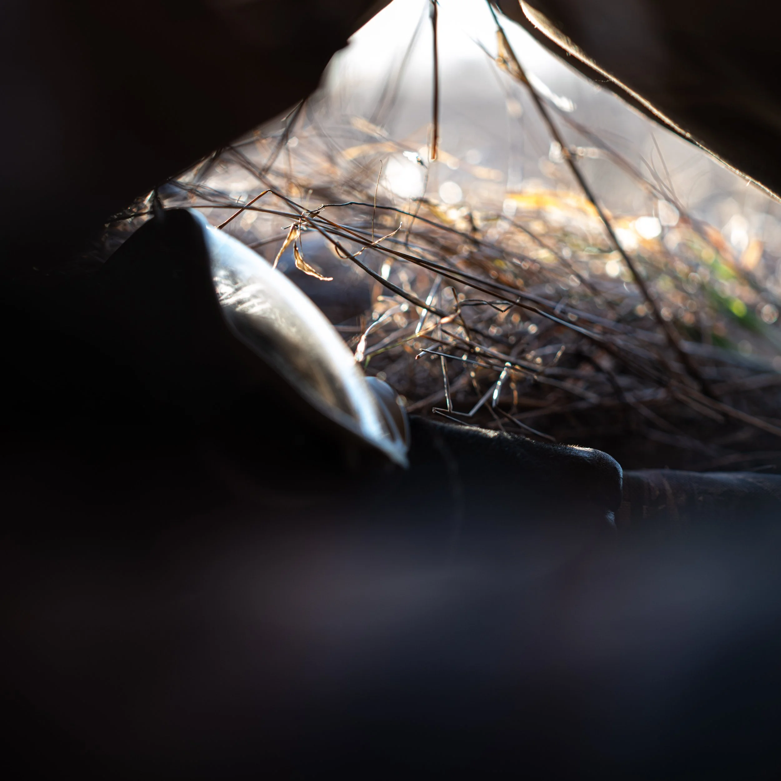 British Labrador Stud