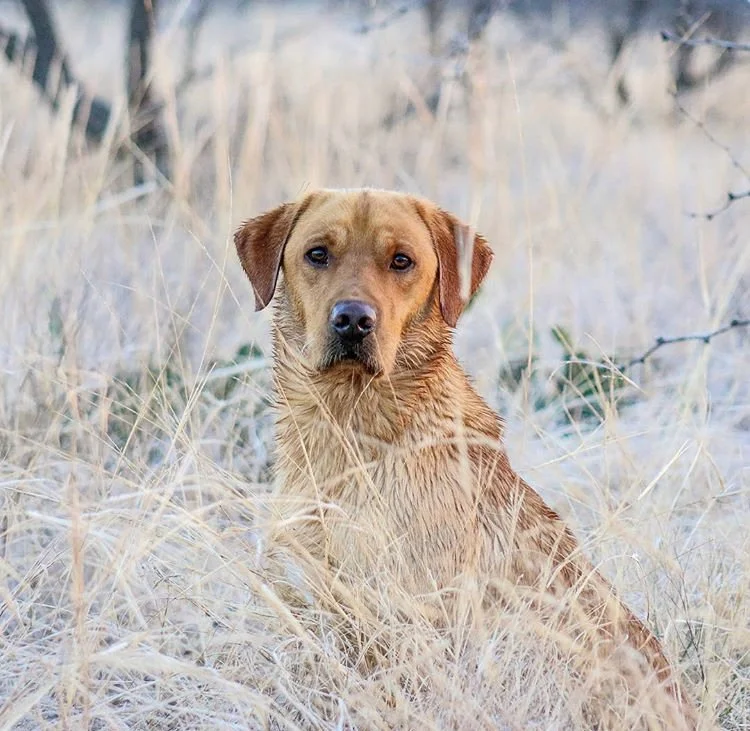 British Labrador Stud