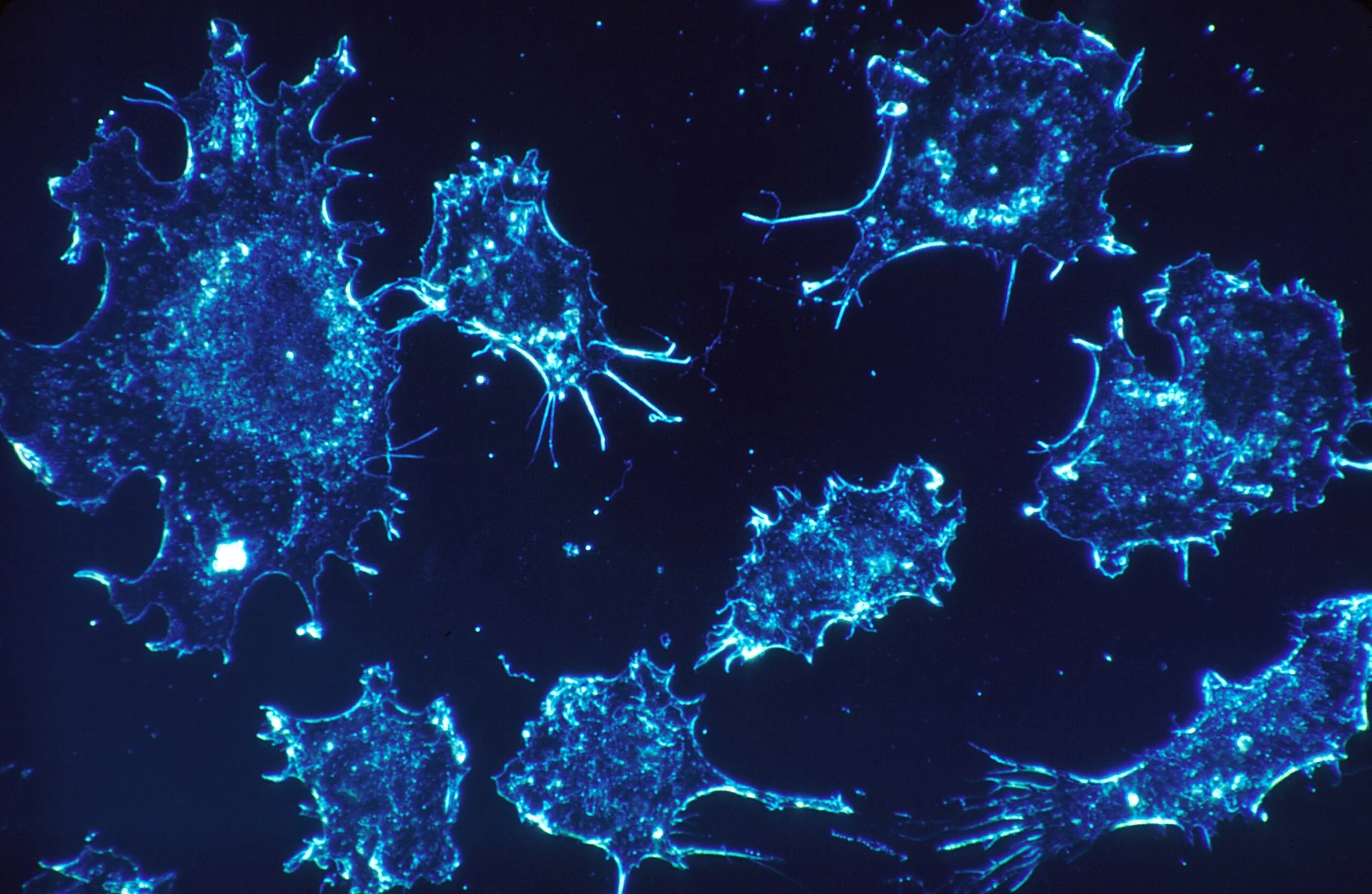 Lowered Cancer Risk and Enhanced Cellular Health