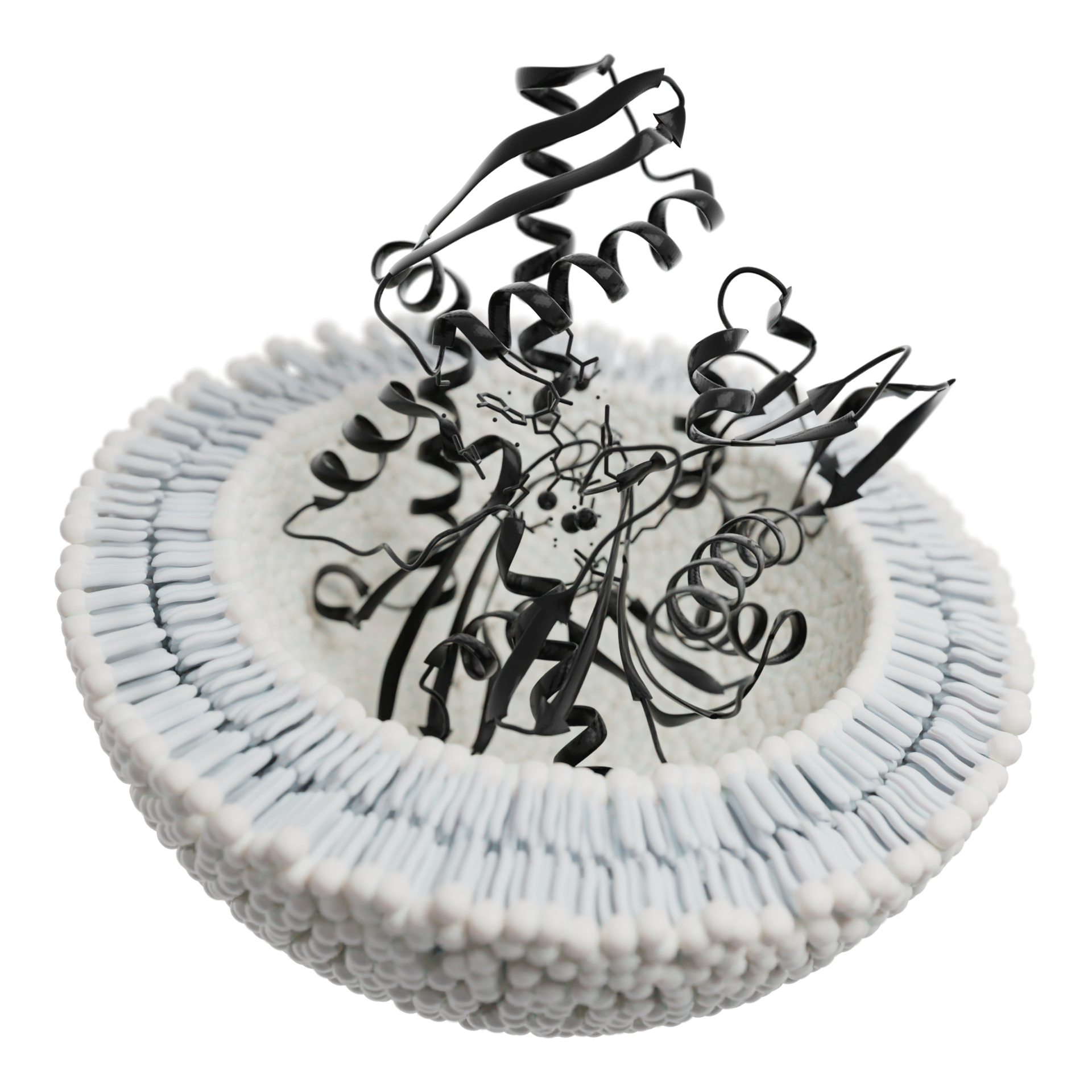 3D model of phospholipid bilayer with protein structures