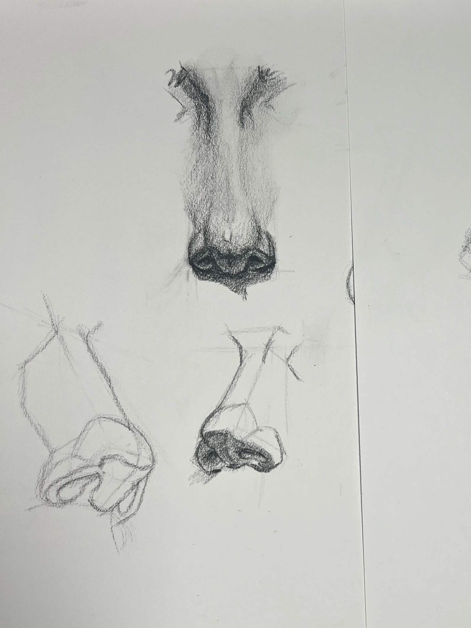 Sketch of a on white paper, with partial sketches of the same nose from different angles.