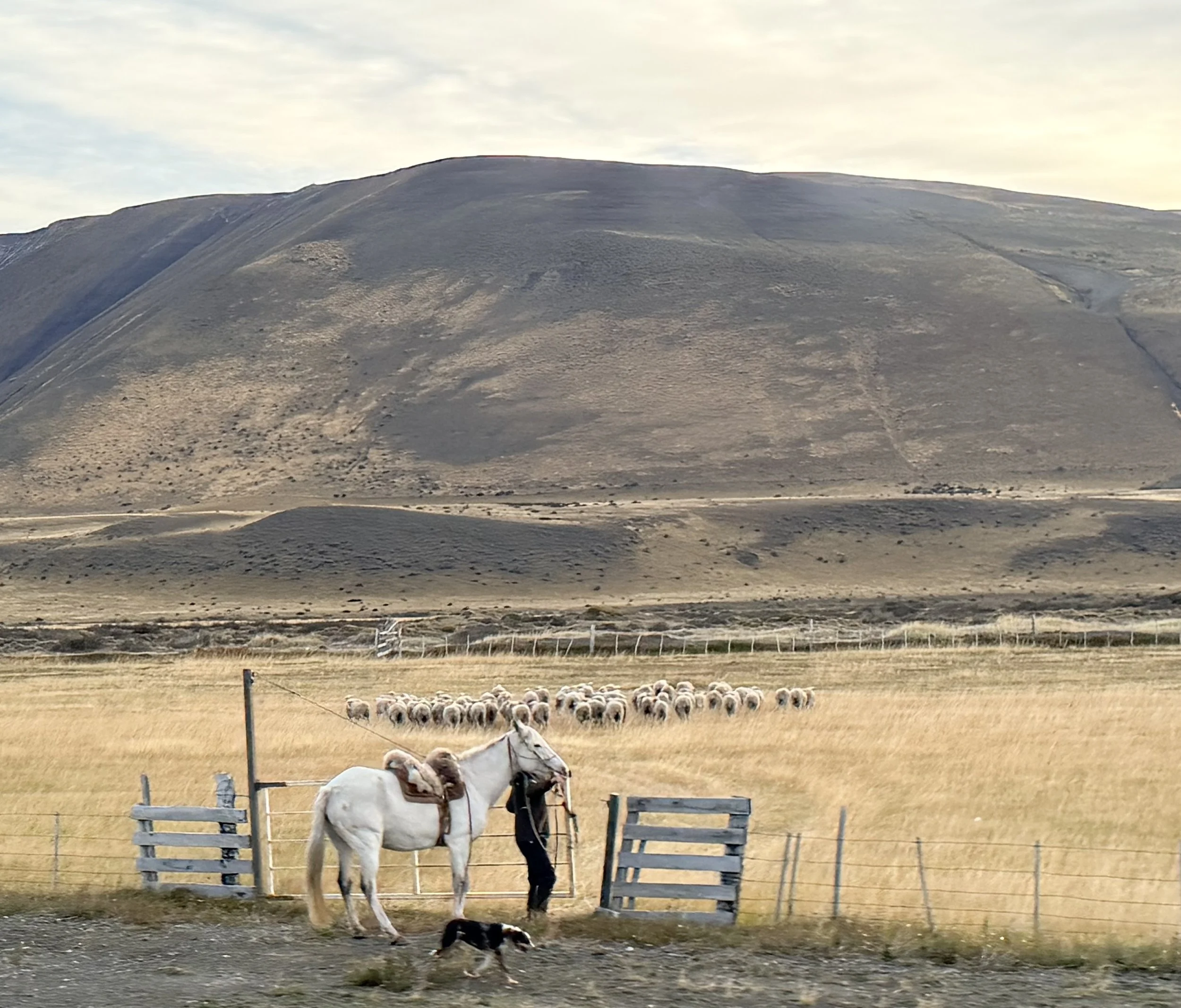 Sheeps guardian in Patagonia