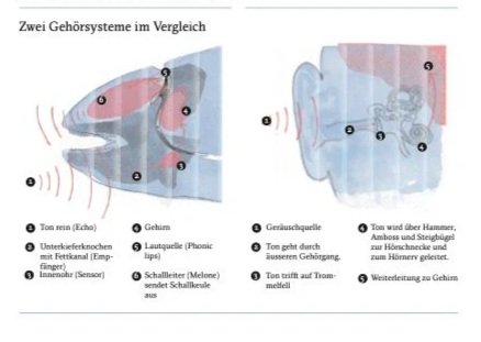 Infografik - Unterwasserlärm
