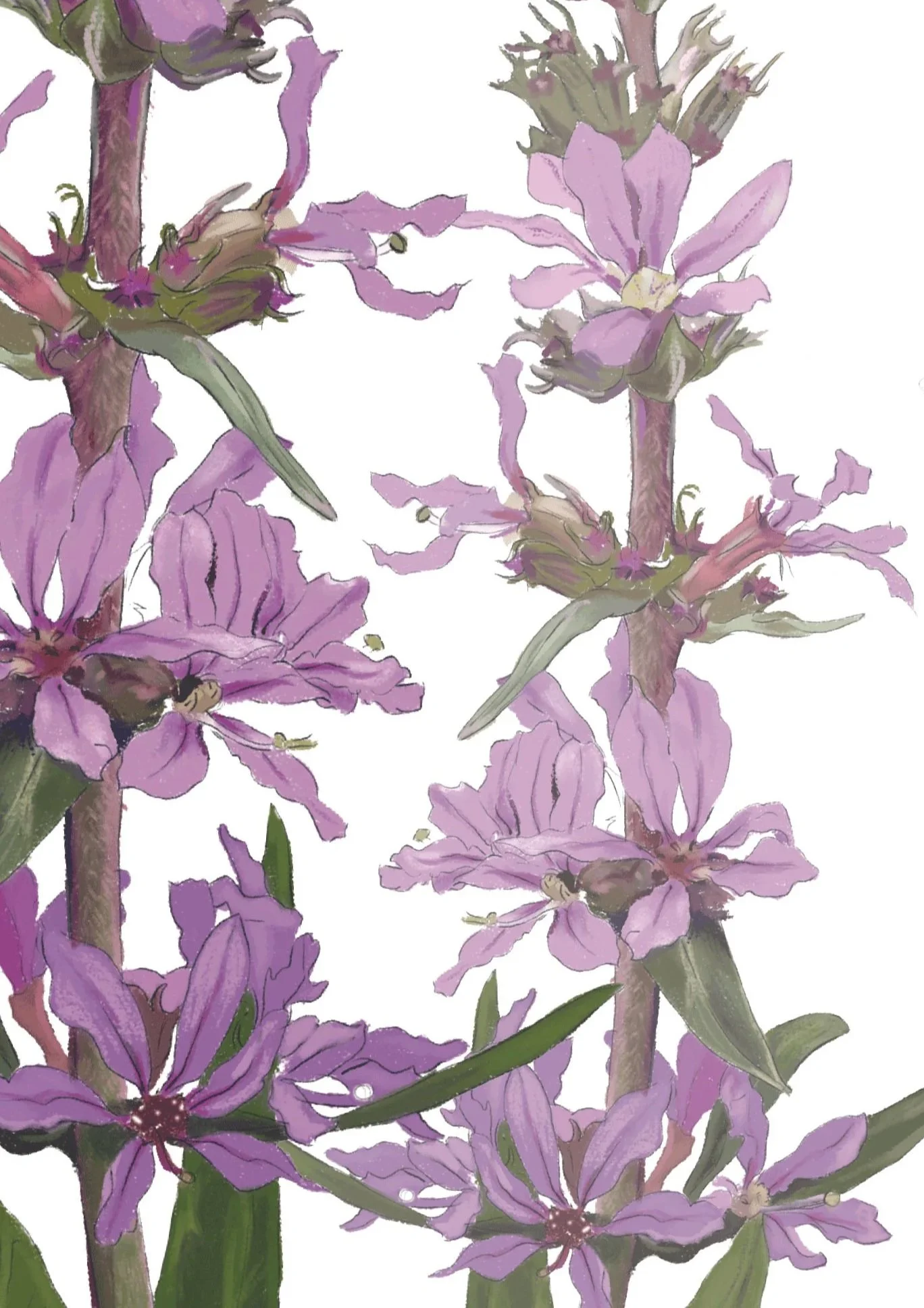 Infotafel - Biodiversität