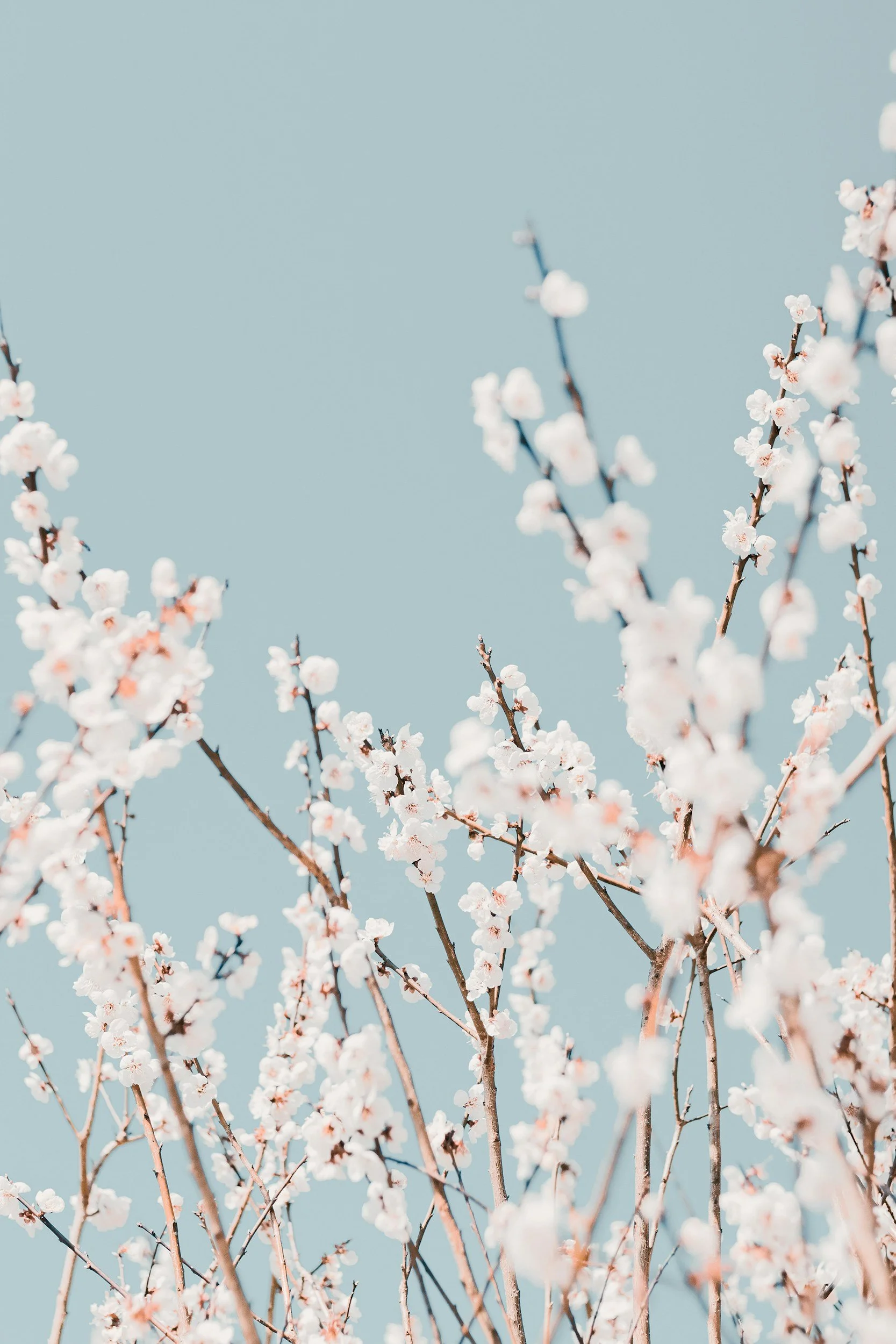 Close-up of delicate white flowers with blue background + symbolizing clarity, renewal, and gentle transformation with Clarity Coaching