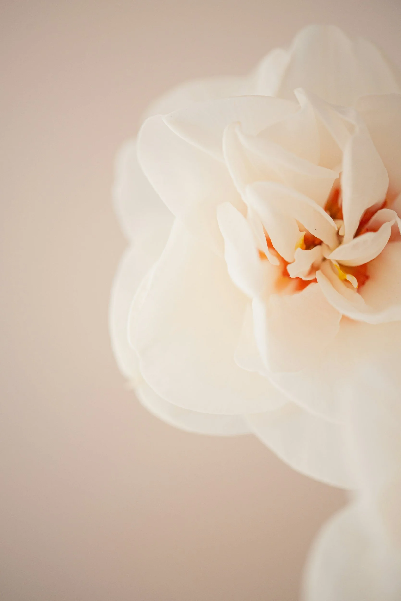 White flower up close showcasing the power of Accelerated Resolution Therapy Intensives in Shalimar & Fort Walton Beach, FL 32579