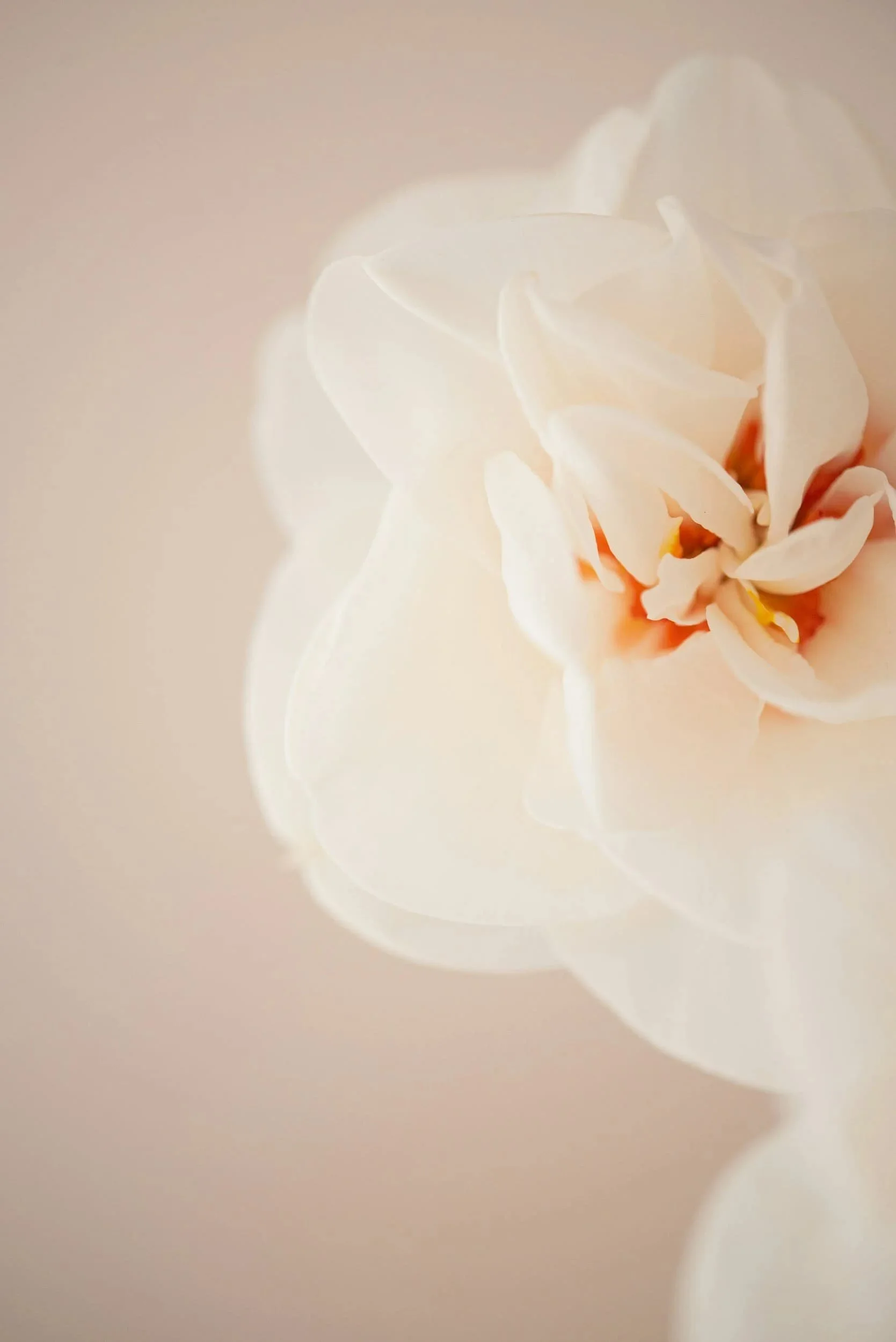 White flower up close showcasing the power of Accelerated Resolution Therapy Intensives in Shalimar & Fort Walton Beach, FL 32579