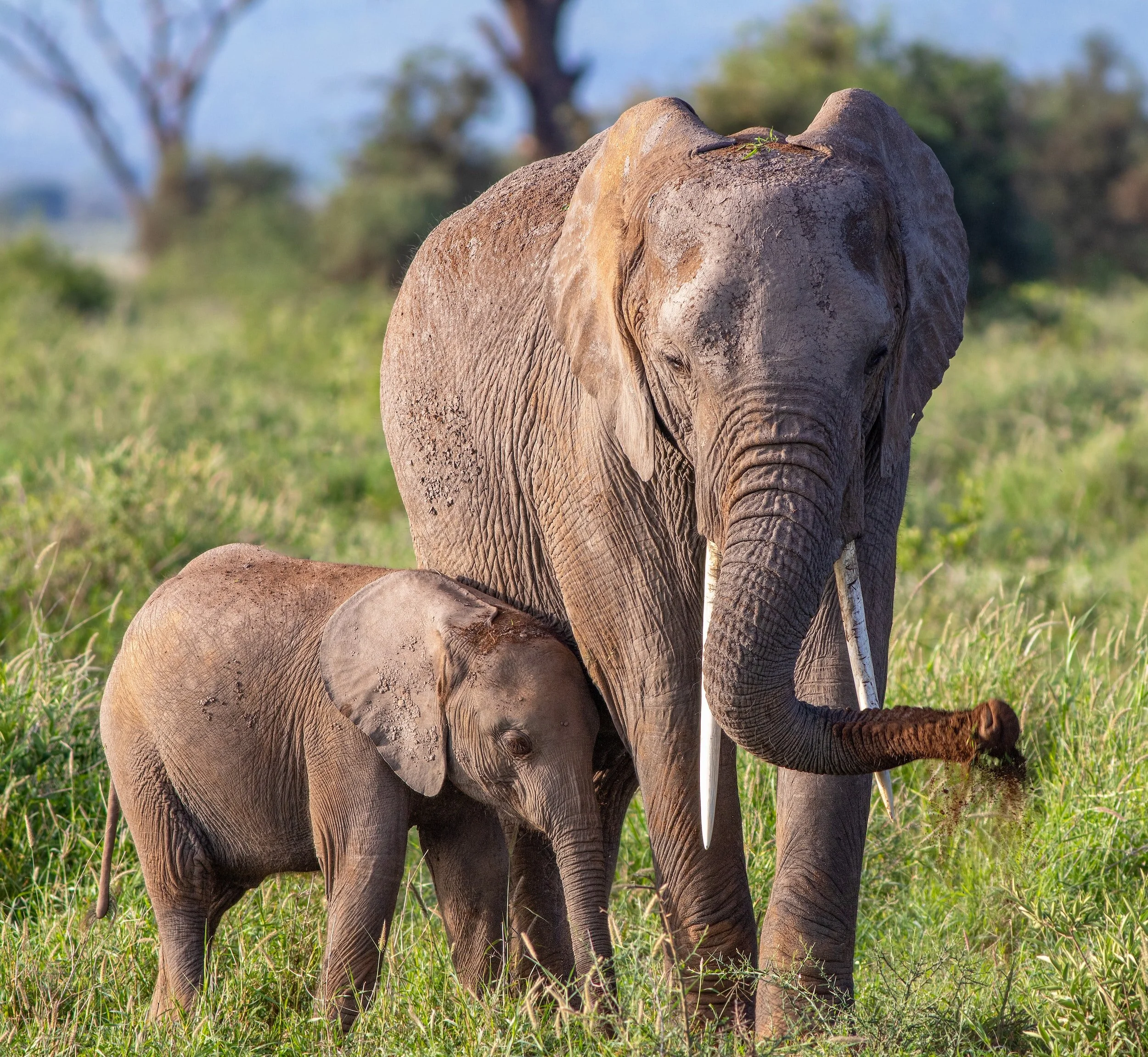 Two elephants at the Endangered Ark Foundation near Hugo, OK