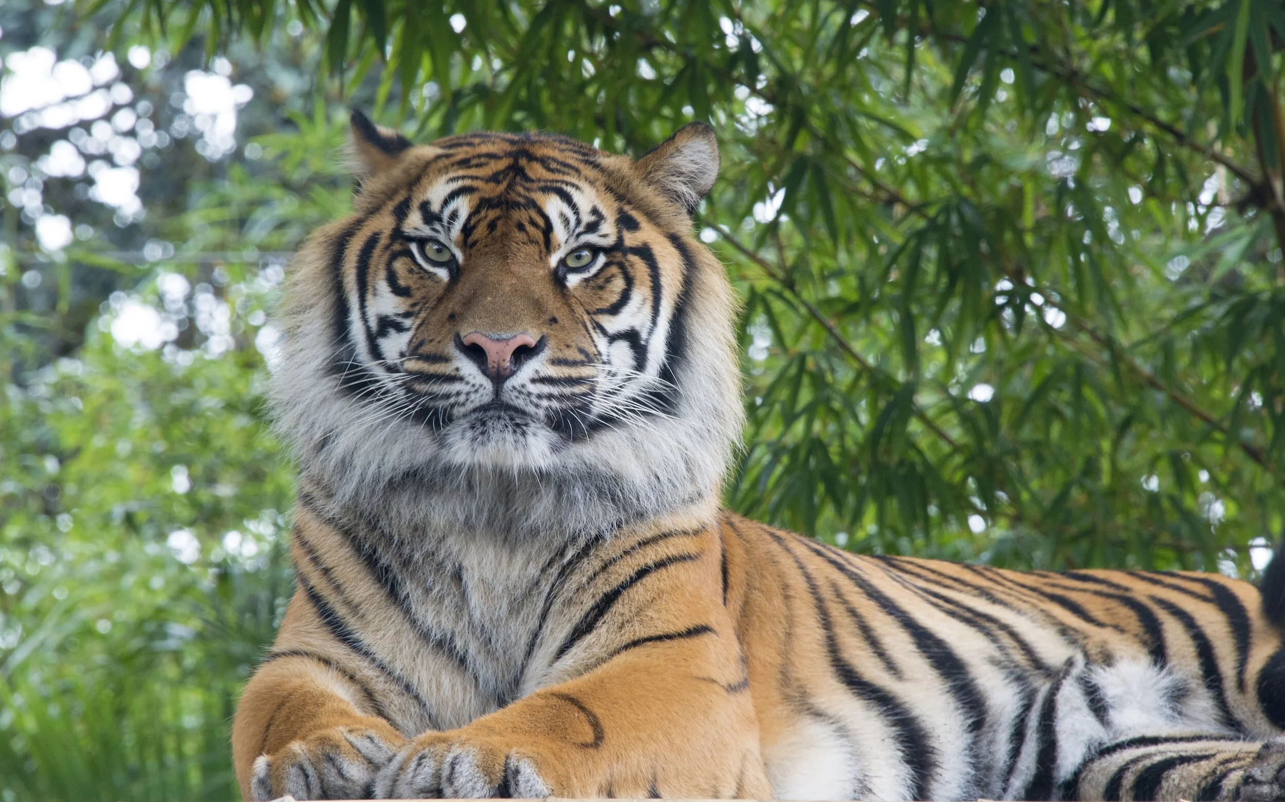 Tiger found at Growlers Pines Tiger Reserve near Shady Oaks RV Resort in Sawyer, OK