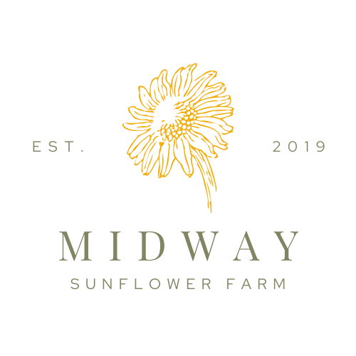 Midway Sunflower Farm