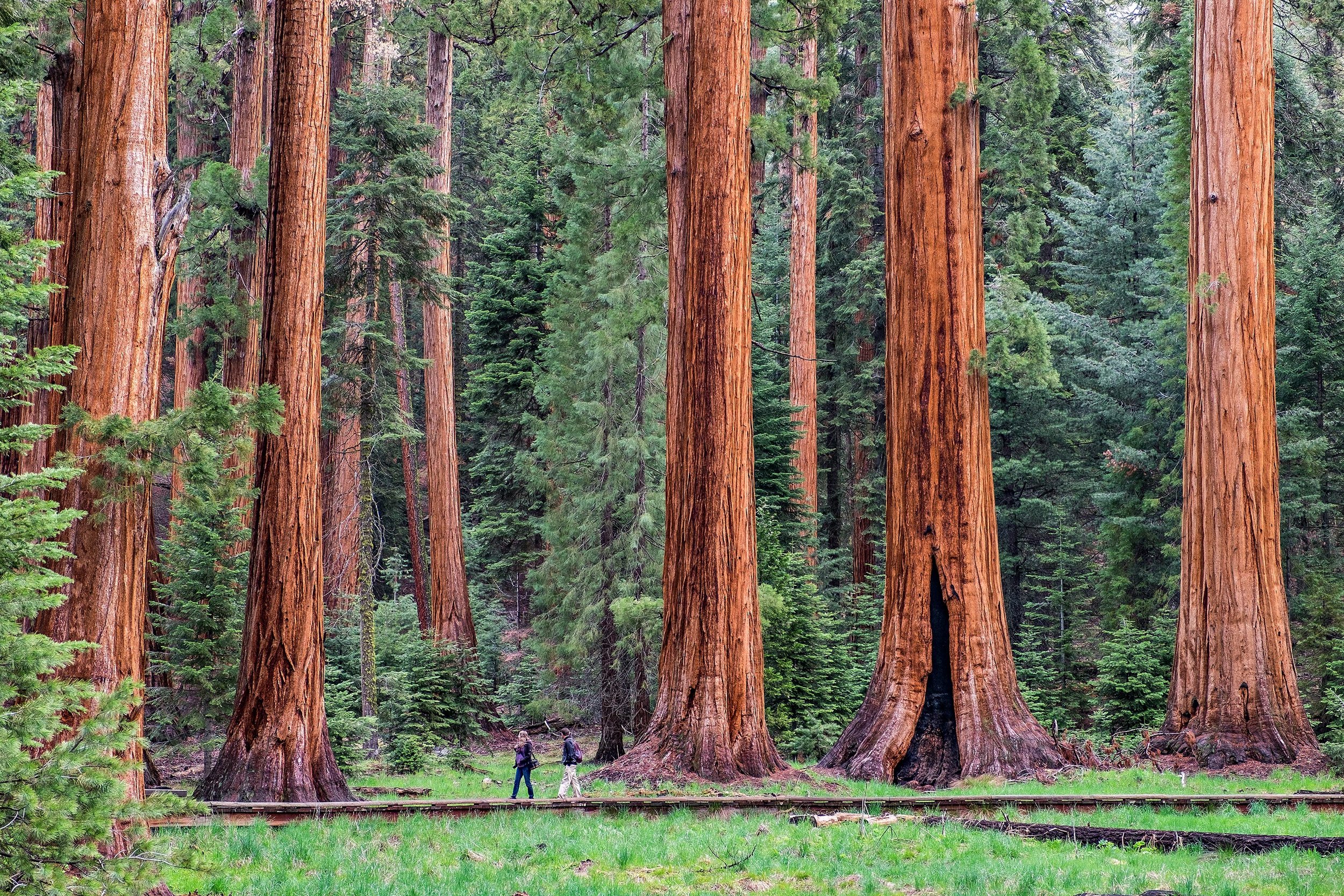 giant-tree-trail-sequoia-national-park.jpg