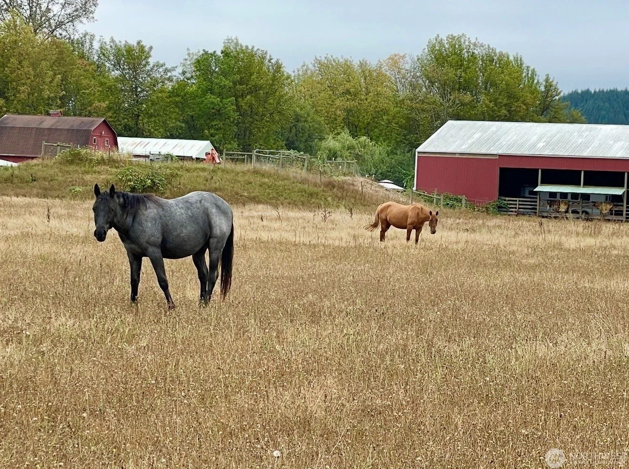 Image of a Lewis County Washington Horse Property with a pasture an arena and two horses.