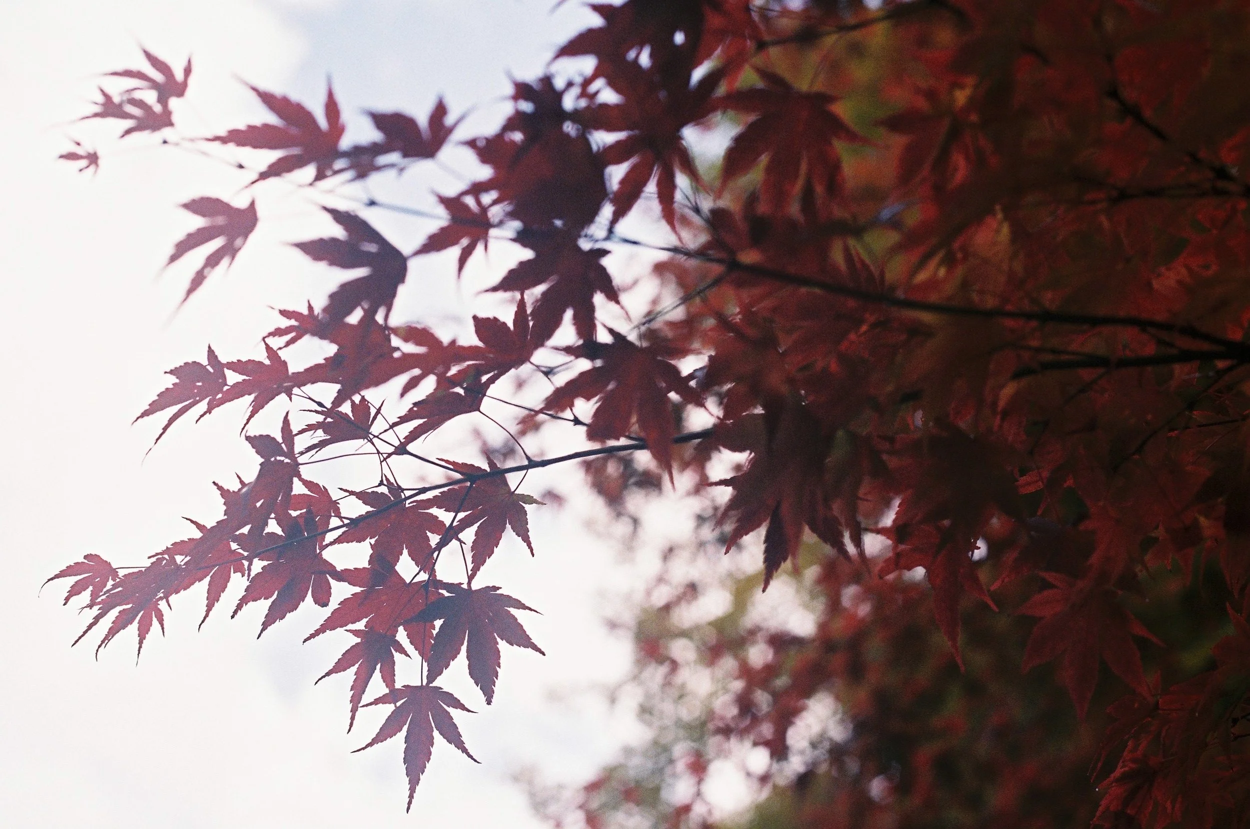 IMG_5945_Original copy.jpg