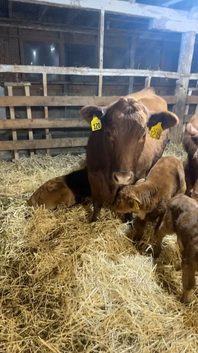 Pleasant View Farms | Red Angus Beef | Genetics & Livestock | Somers, CT