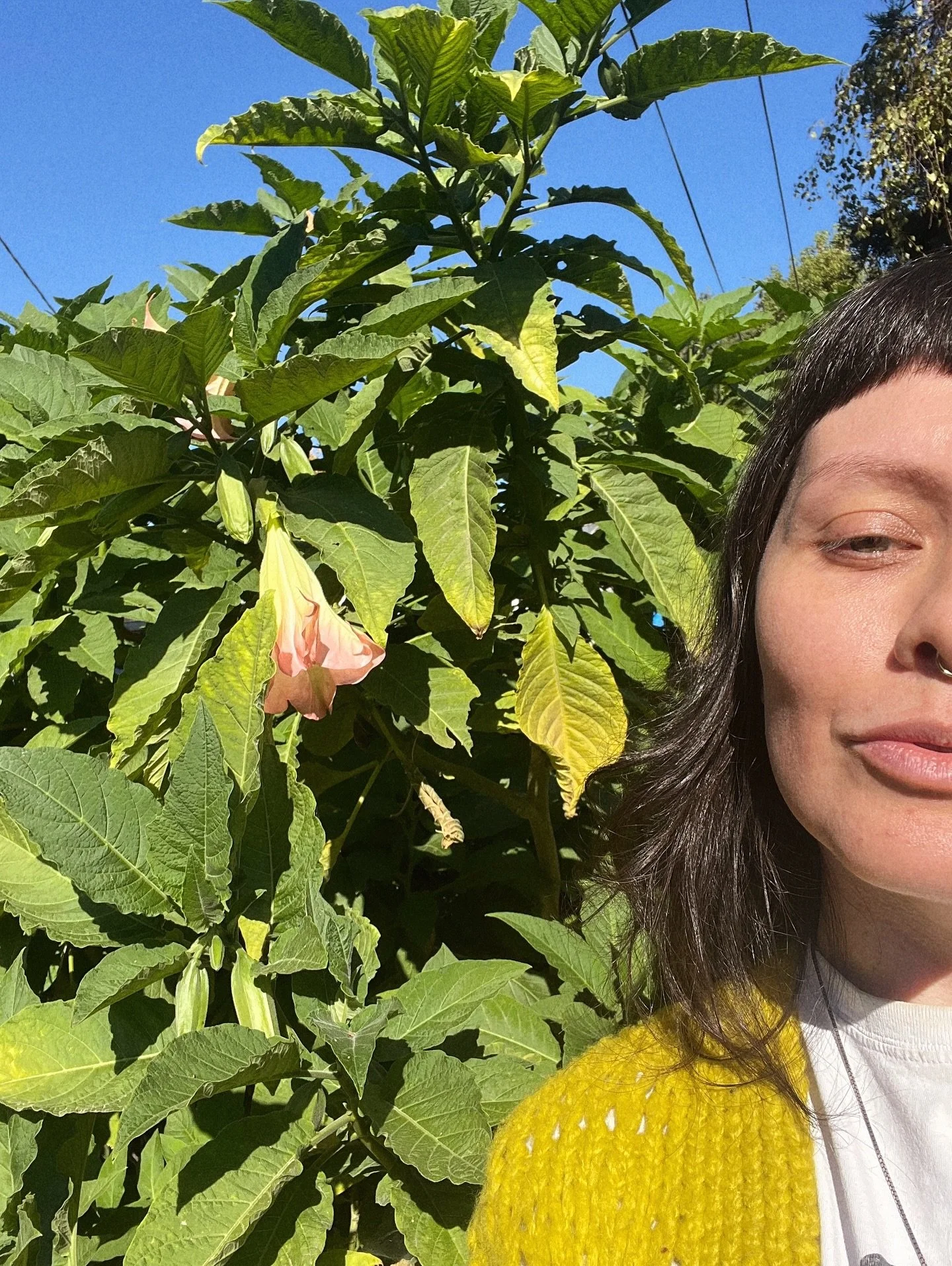 Angel’s Trumpet — a love story
If you’ve been with me since the early days, you might remember when I wasn’t just talking tarot but deep in my plant medicine era. Making flower potions and elixirs, trying to bottle what I lea