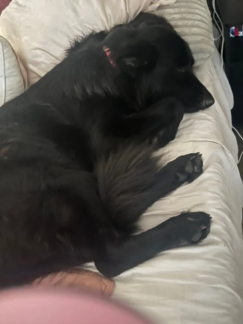 She would jump in my grave if she could! 
Left to take kiddos to school and came back to this! 
.
.
.
.
.
.
.
.
#Germanshepherd #dogsofinsta #mansbestfriend #doggy