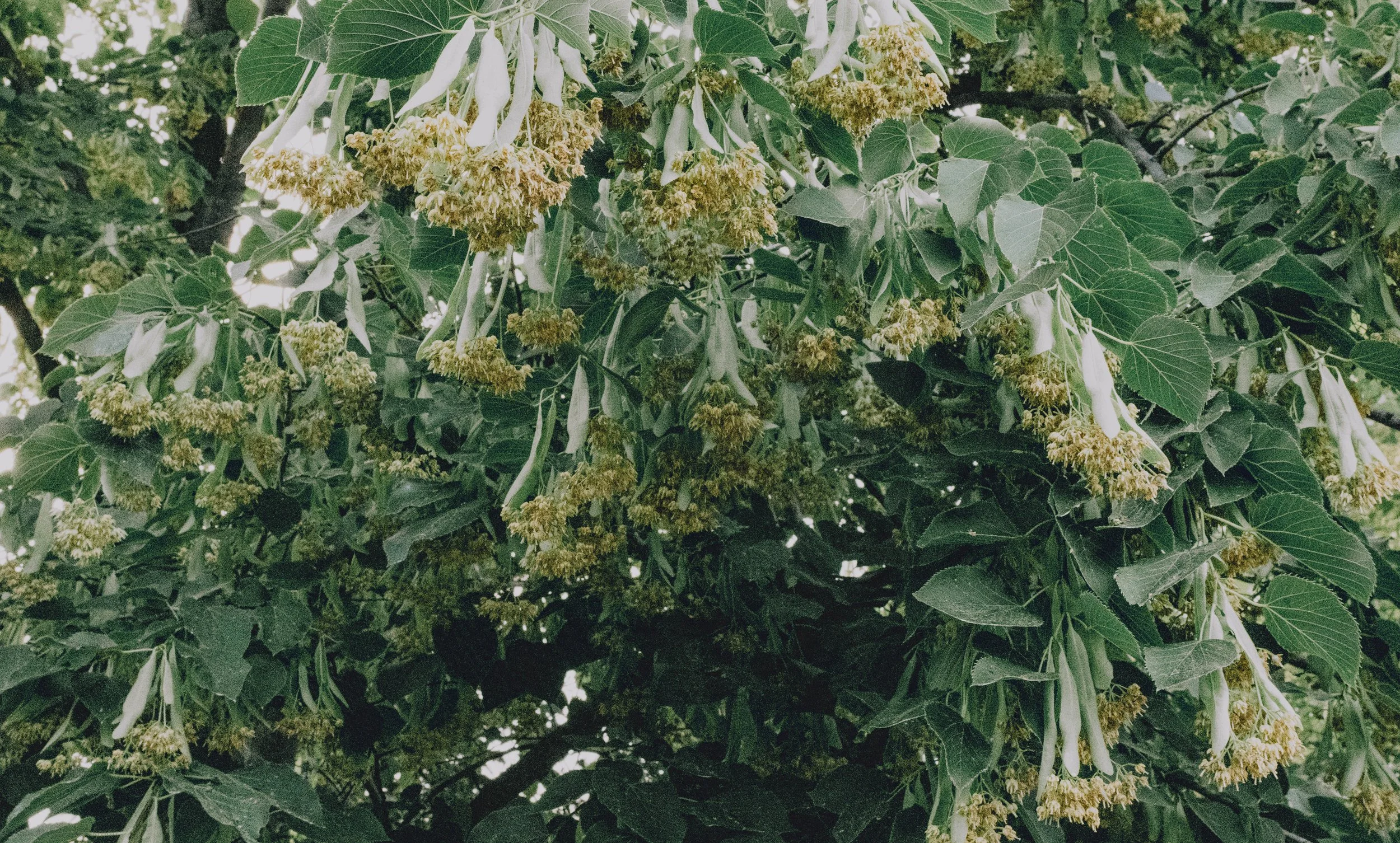 Original-20.jpg