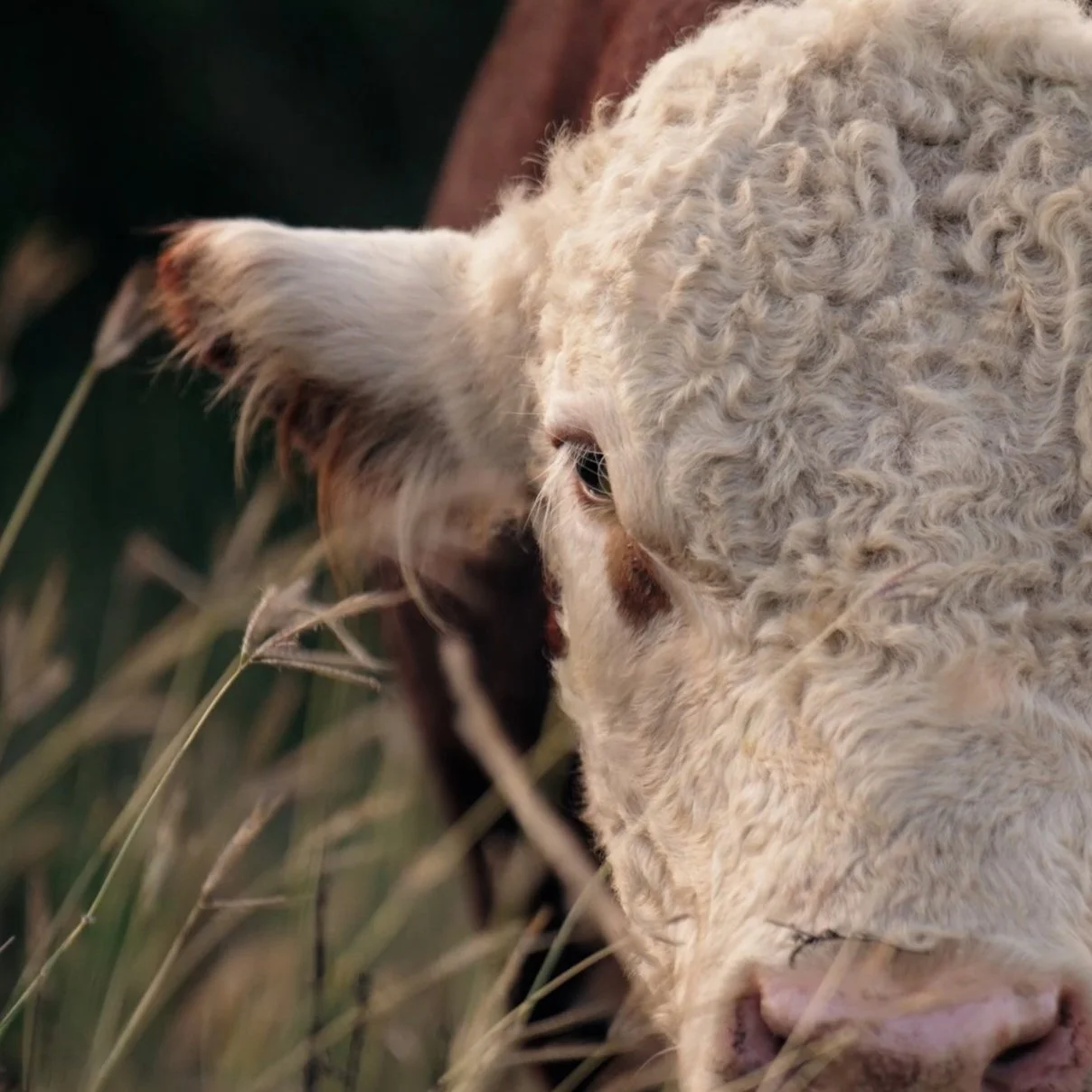 Cinematic Ag Video - Coy.00_02_48_07.Still003.jpg
