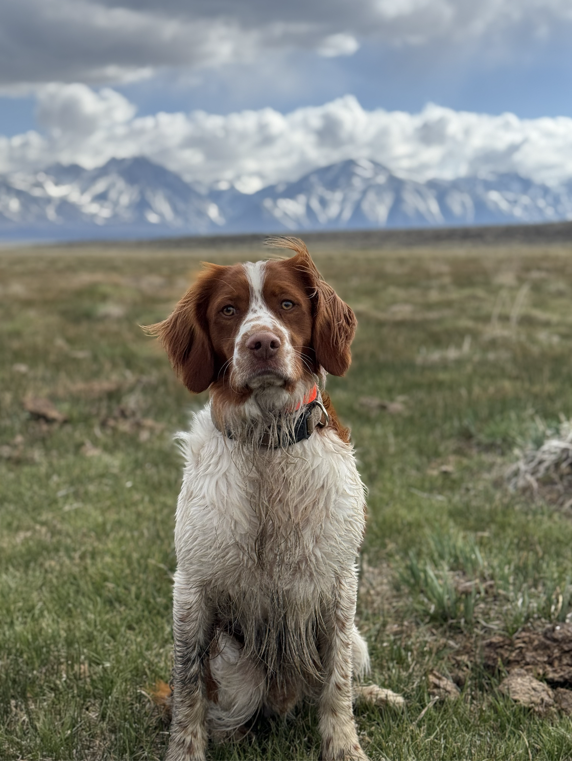 HUCK BIRD DOG STANDING NEXT TO MOUNTAINS STARING IN TO CAMERA