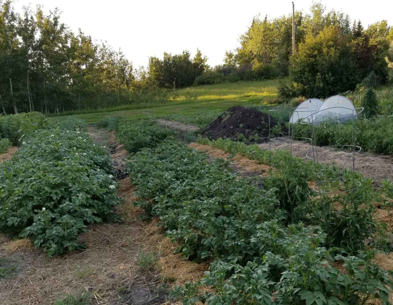 Gardening vs Writing