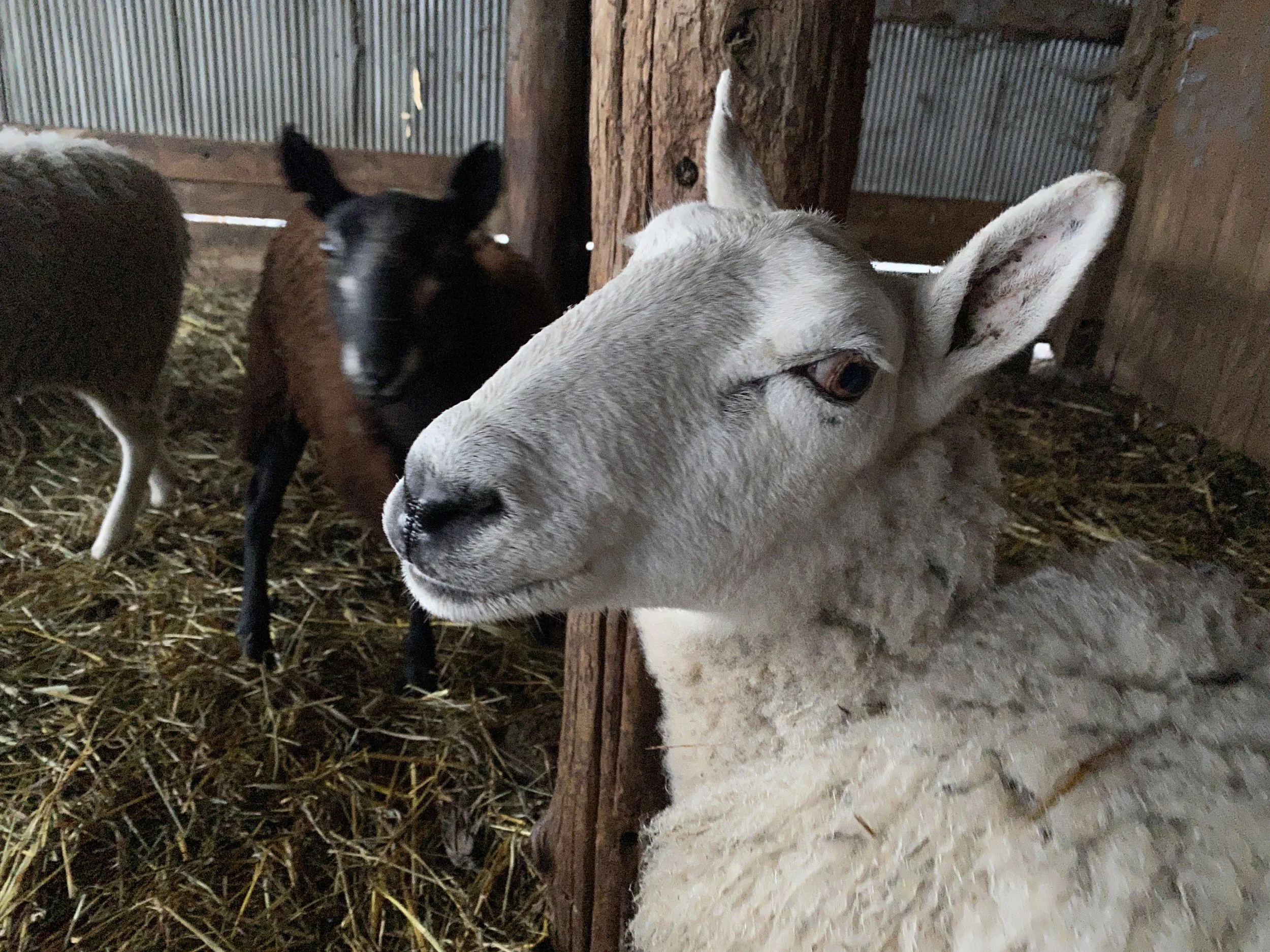Shepherds Harvest