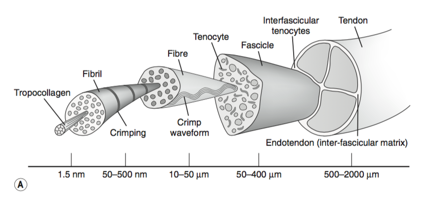 Understanding tendinopathies (part 1) — Form Osteopathy