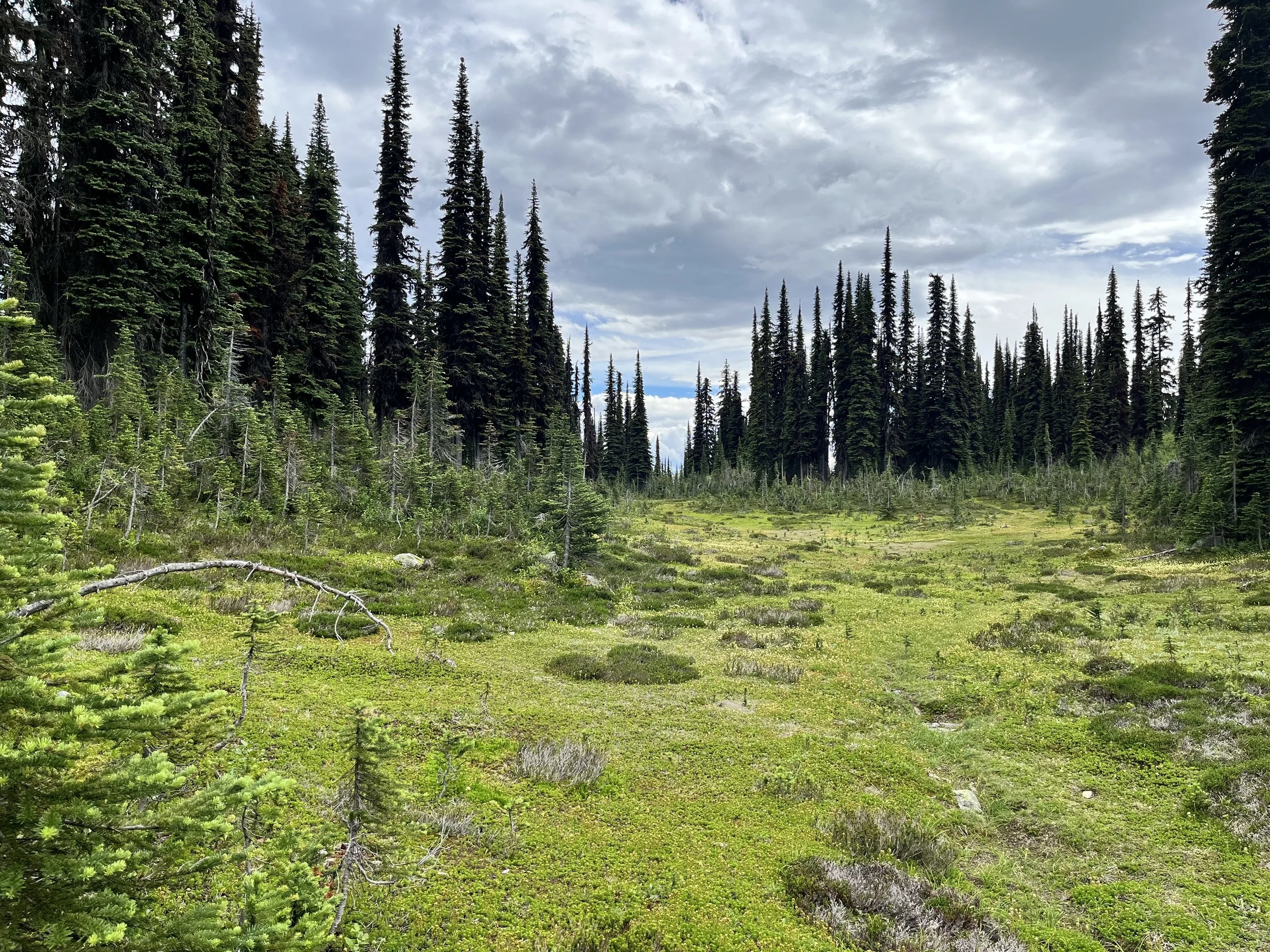 A lush green meadow surrounded by tall pine trees under a partly cloudy sky.