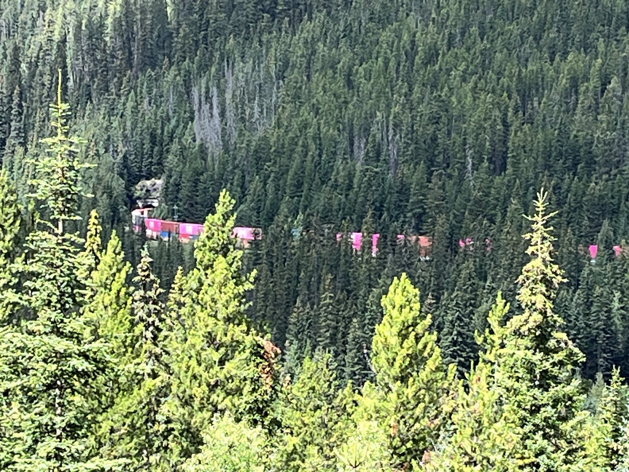 A pink train moving through a dense forest of tall green pine trees on a hillside.