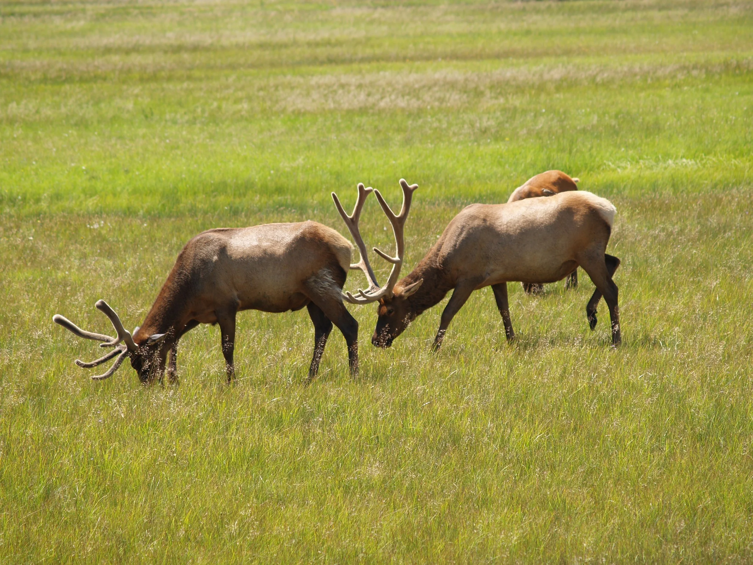 Two reindeer with antlers touching in a grassy field, with a third reindeer in the background.