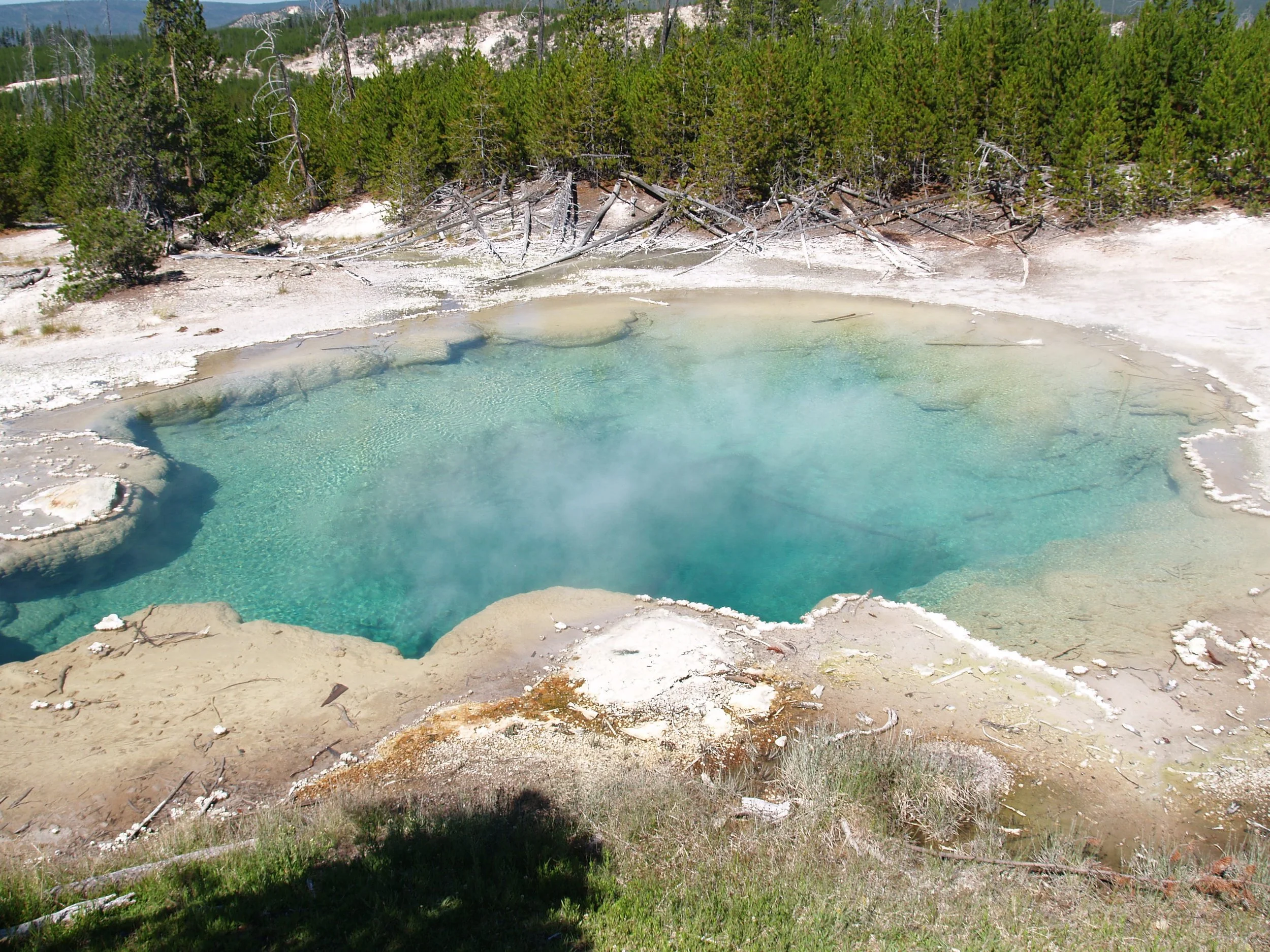 Geyser erupting in a natural hot spring surrounded by trees and landscape.