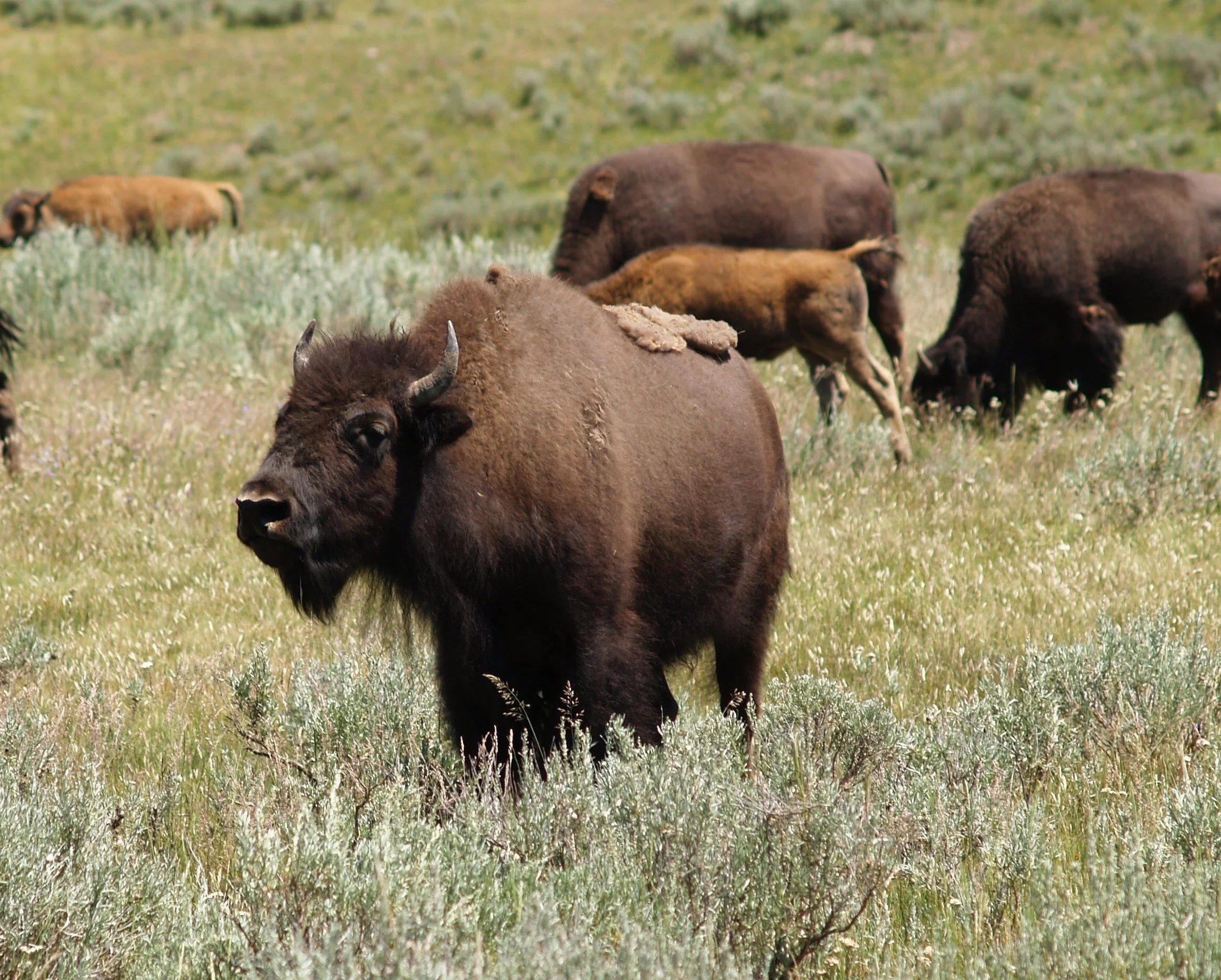 A herd of bison grazing in a grassy field.