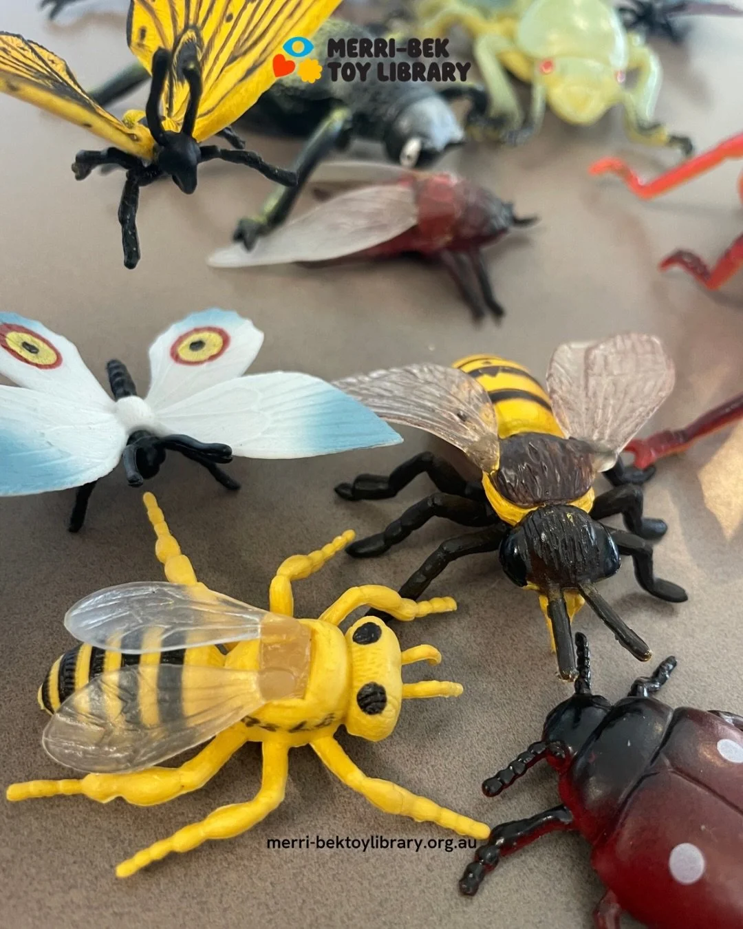 One of our favourite long-time members (me 😉😂) and former President has been busy behind the scenes snapping photos of both brand new and well-loved toys on our shelves and wow, the variety really tells the story of what membership at the toy libra