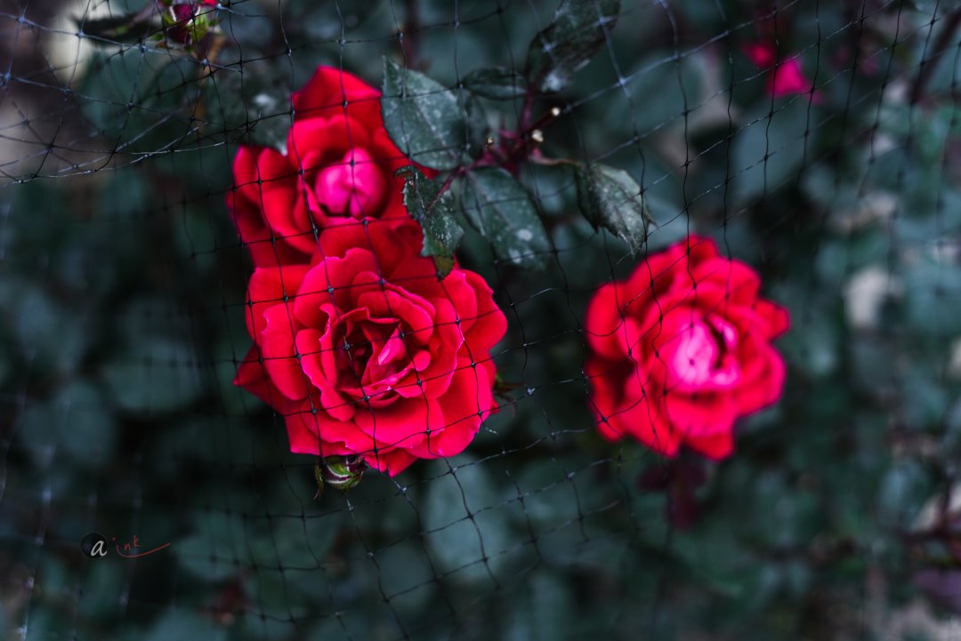 Garden Update - May 2019 : Flowers Oh my!