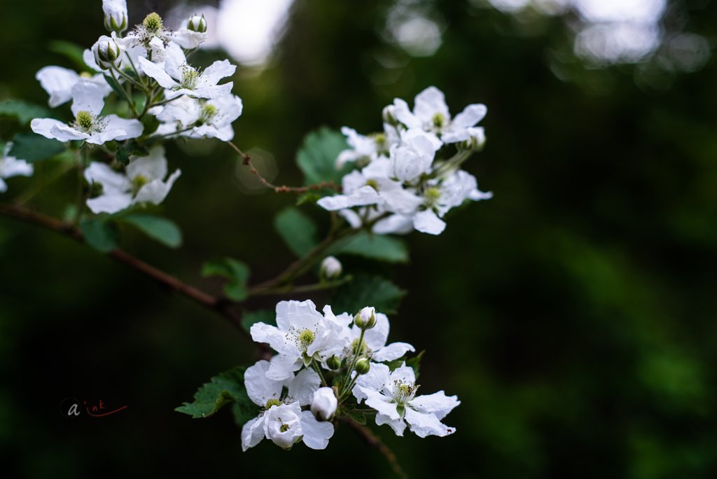 Garden Update: All Things Wild