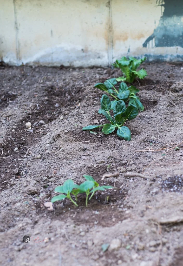Spinach and lettuce