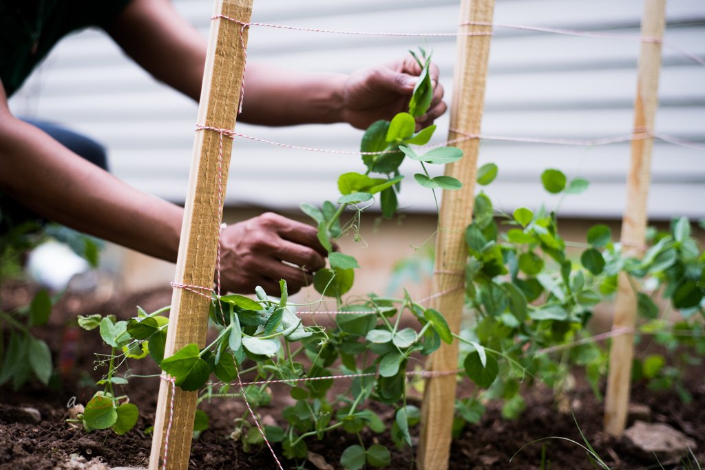 Garden Update - May 2018 - Transplanting Inground