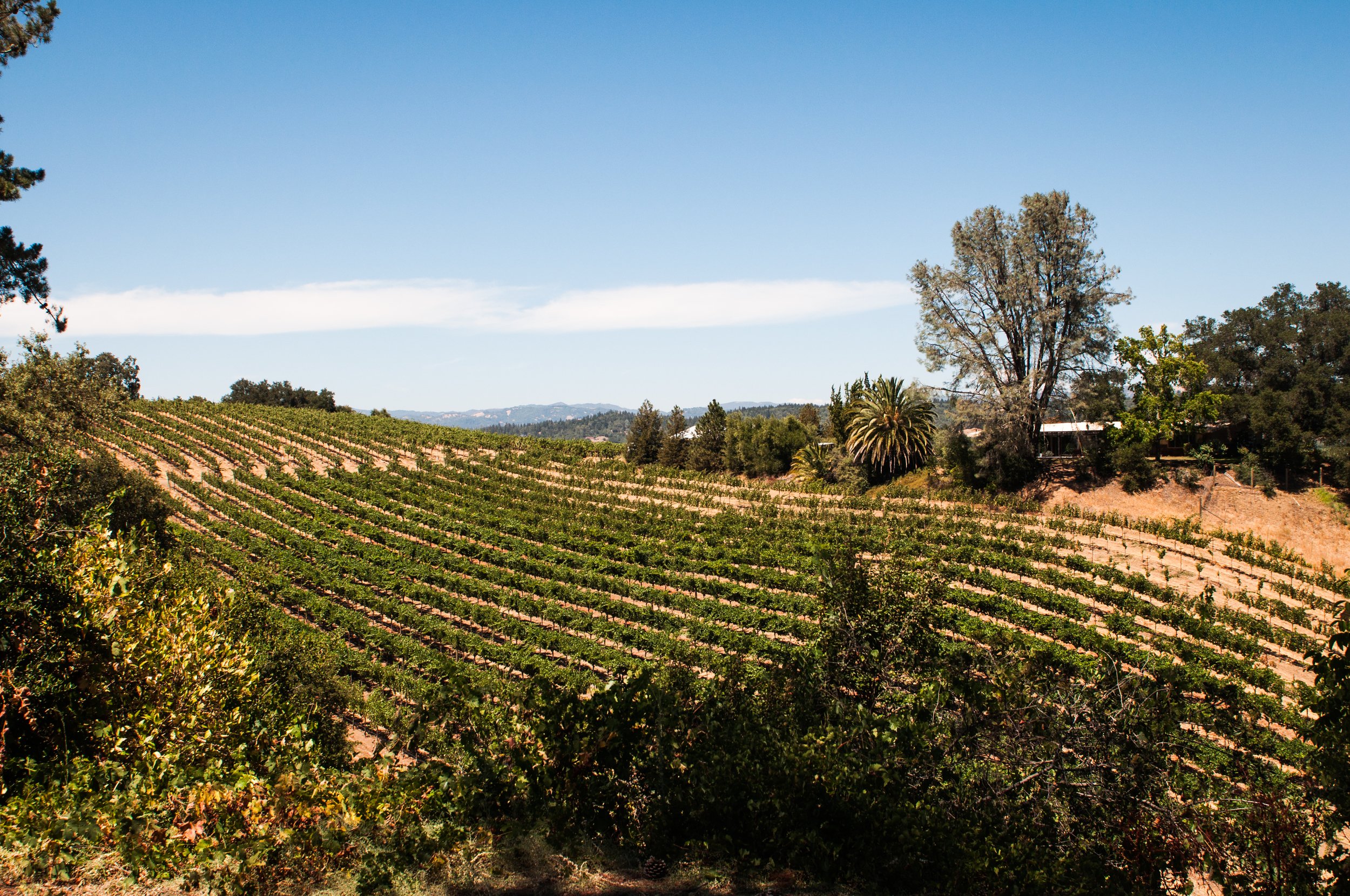 A Review - Mounts Family Winery, Dry Creek Valley, Sonoma